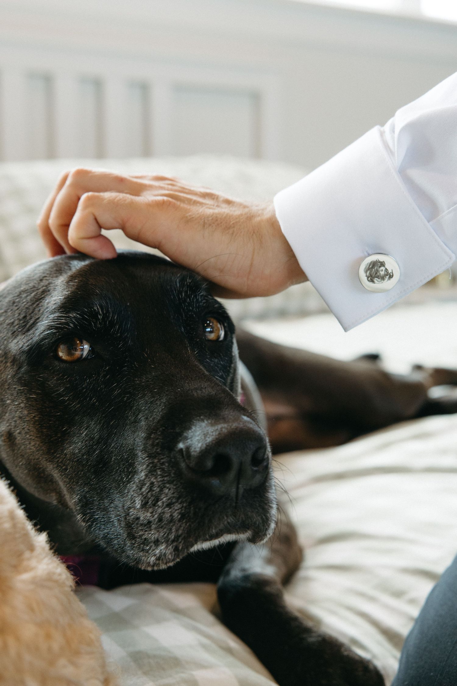 Close-up of black Labrador being petted by hand wearing silver cufflink on white dress shirt sleeve.