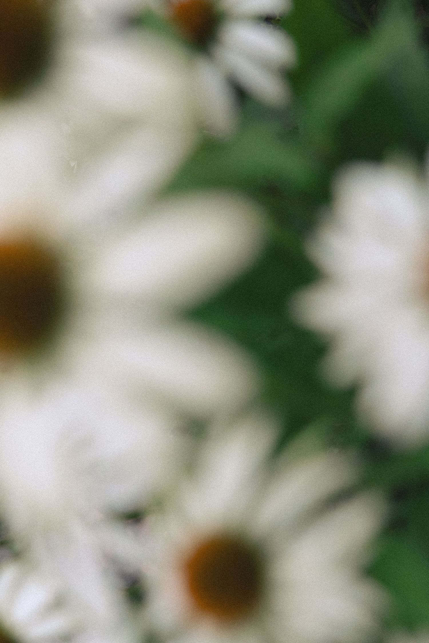 Blurry close-up of white daisy flowers with yellow centers and green leaves, soft focus dreamy floral background.
