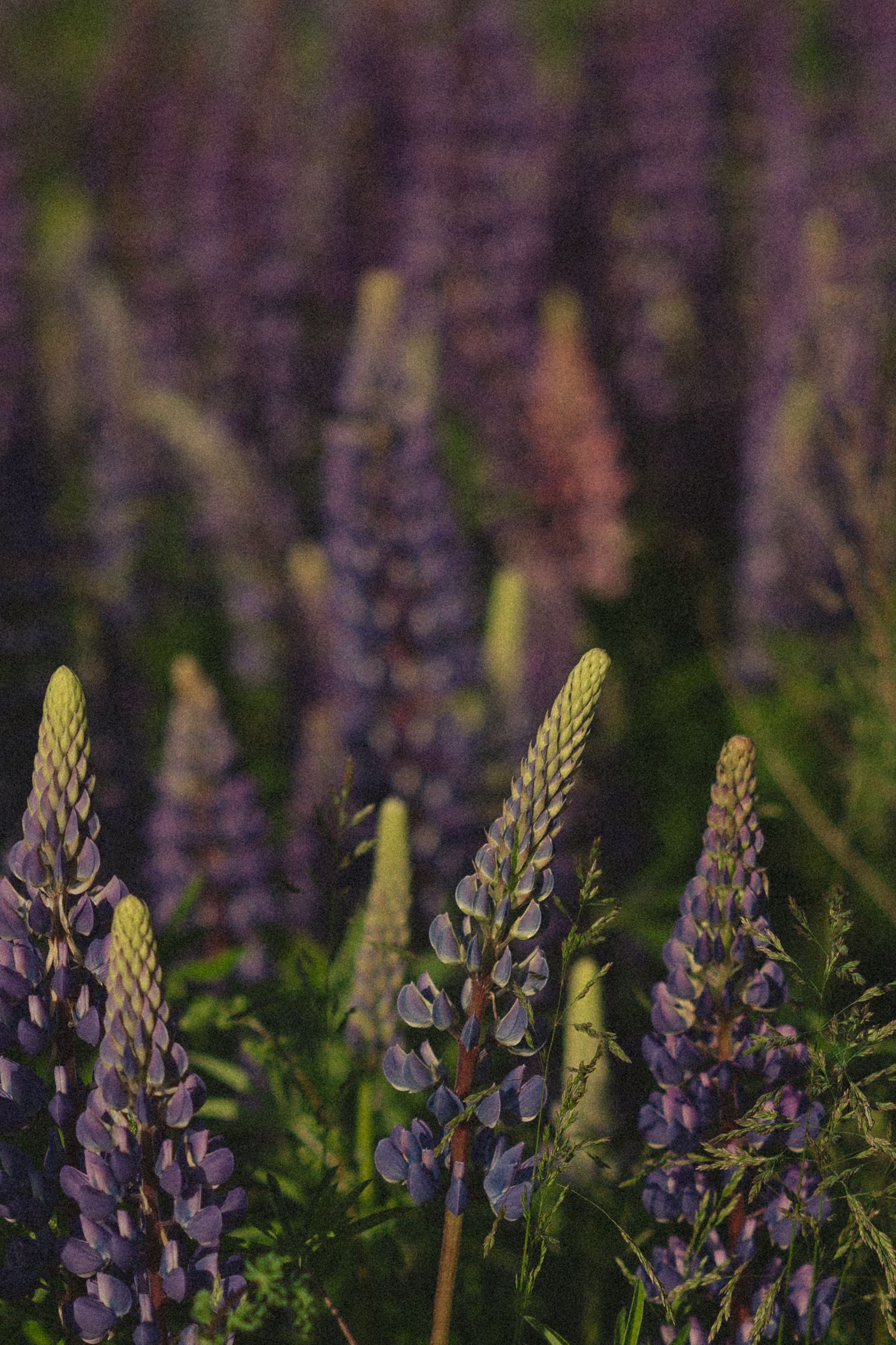 Field of vibrant purple lupine wildflowers in full bloom with a soft bokeh background.