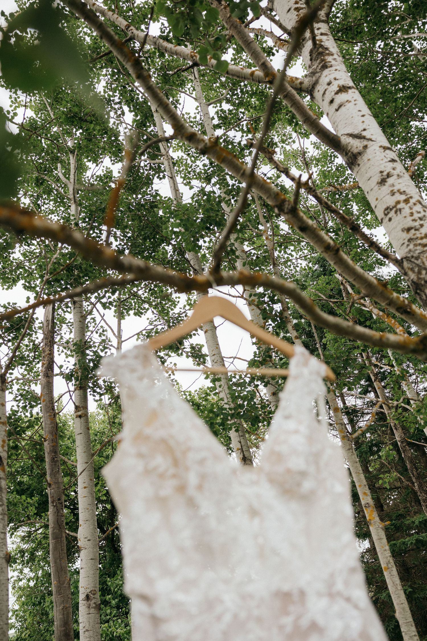 Wedding dress hanging in birch trees creating an artistic silhouette against nature.