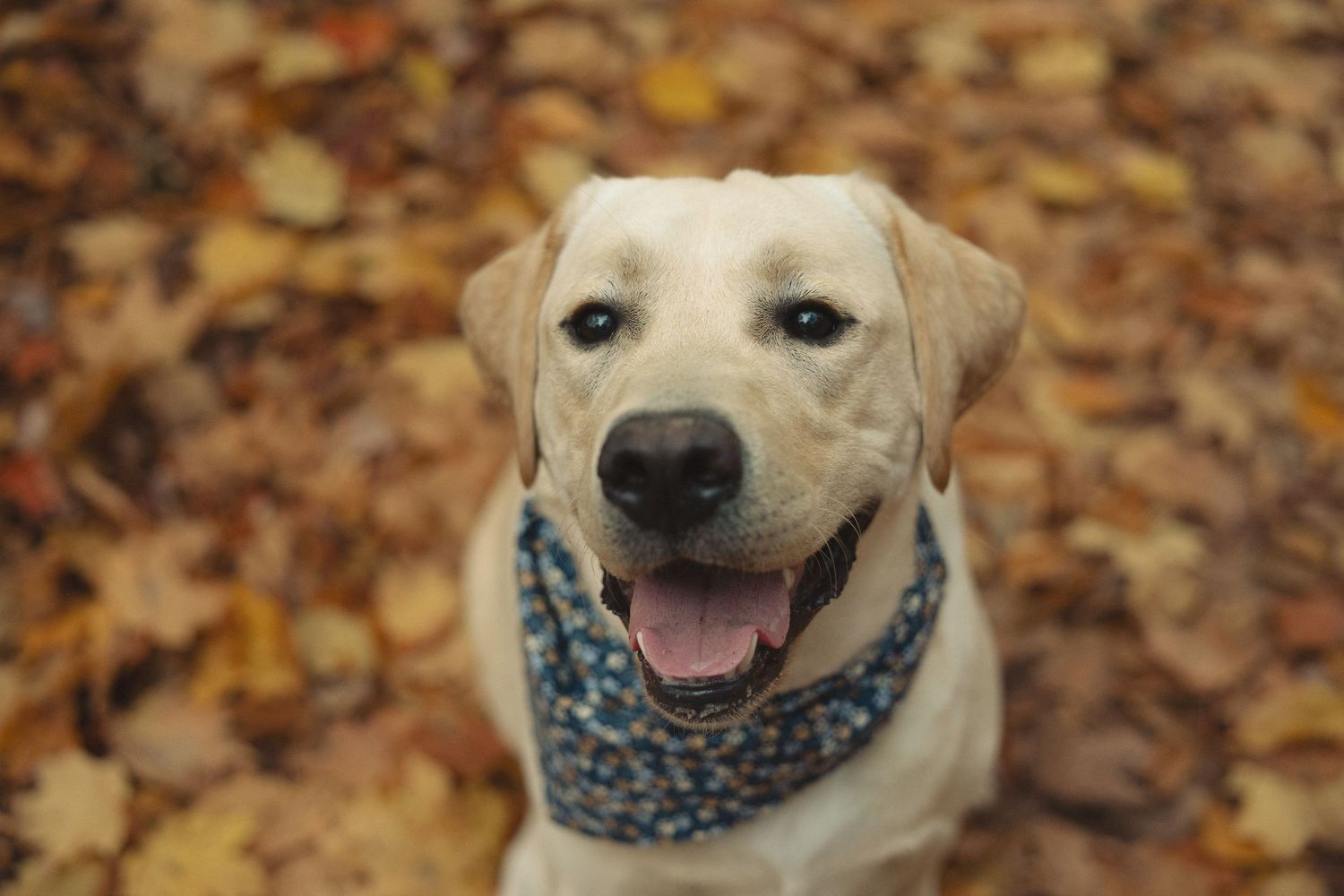 Portrait of a happy Labrador retriever wearing a blue bandana surrounded by fall foliage.
