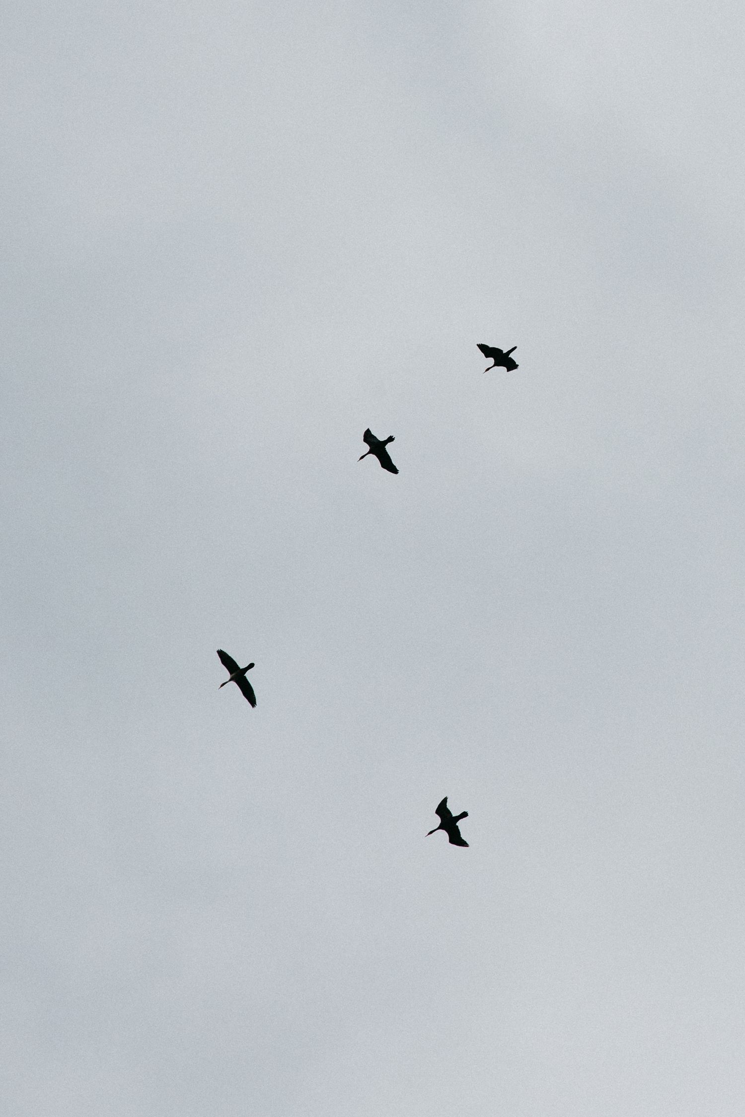 Four dark bird silhouettes soar in a staggered diagonal formation against a pale, overcast gray sky.