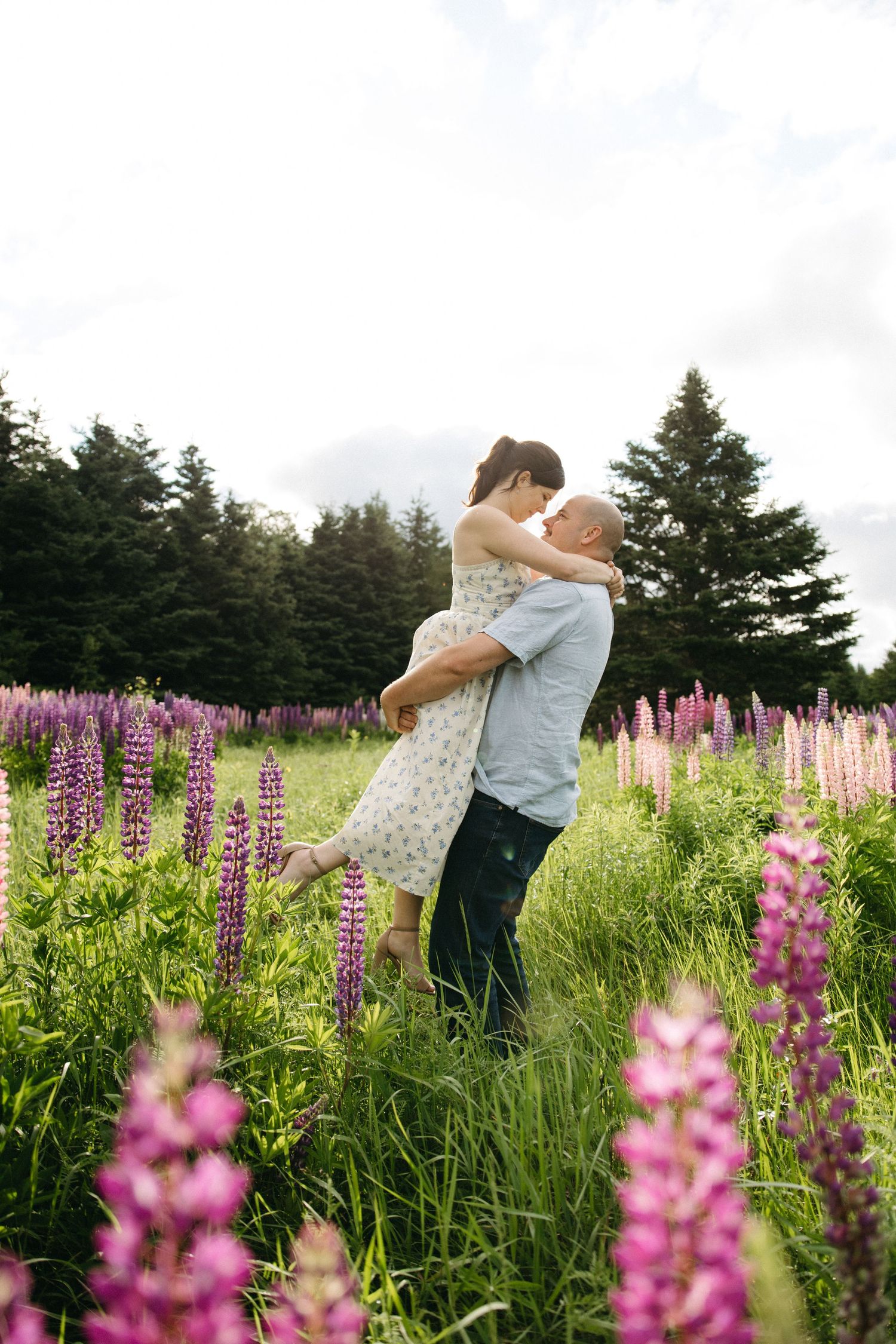 A couple embraces romantically in a vibrant lupine flower field with evergreen trees in the background.