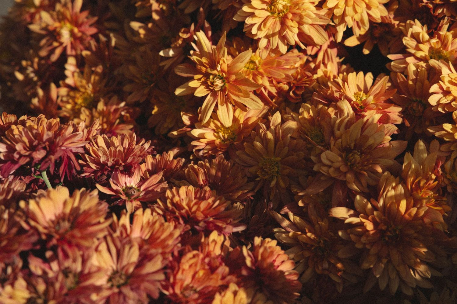 Close-up of orange and golden chrysanthemum flowers in warm autumn light.