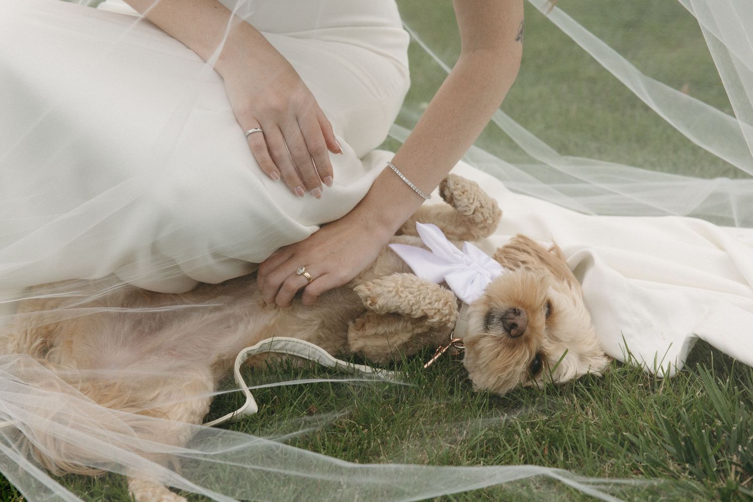 Bride in white gown and veil gently pets a golden cocker spaniel dog on the grass.