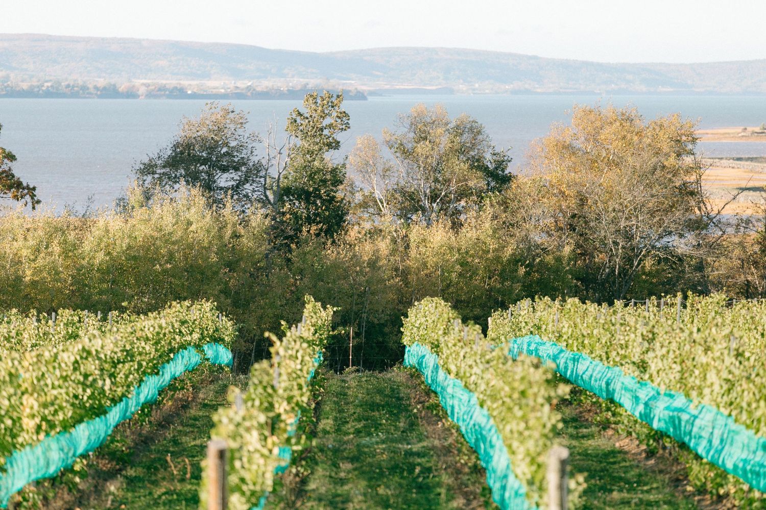 Vineyard rows with turquoise netting stretch toward a lake and distant hills.