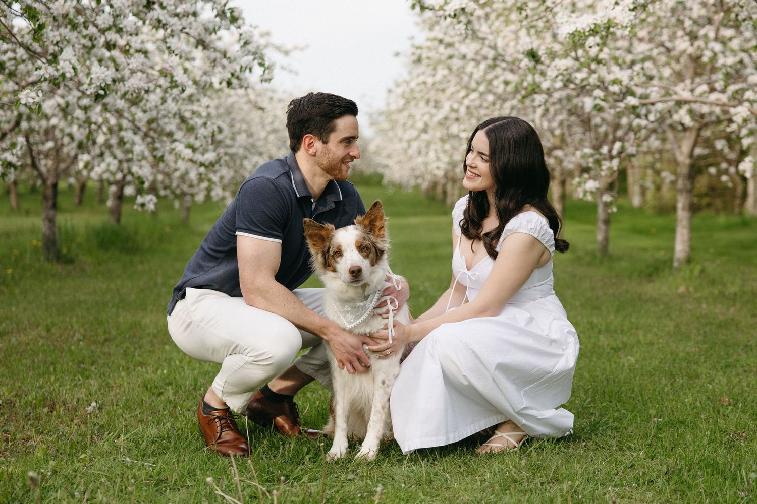 Couple crouching with brown and white dog in blooming apple orchard during spring engagement photo session.