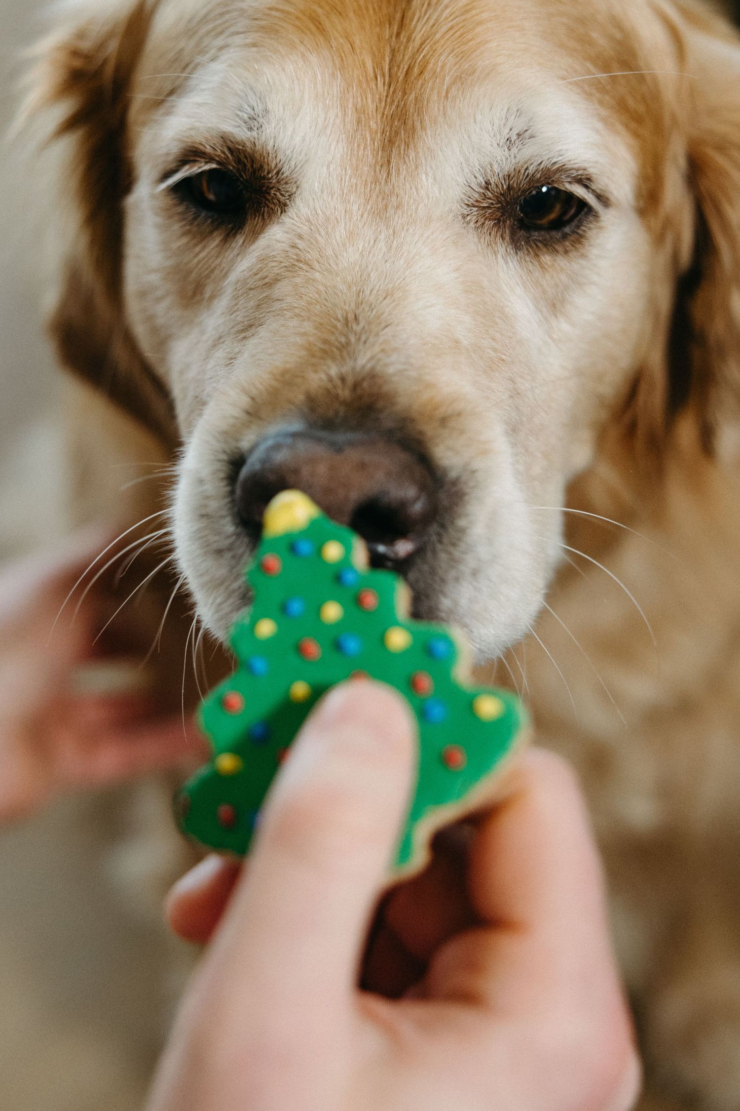 A golden retriever sniffs at a green Christmas tree cookie treat being offered.