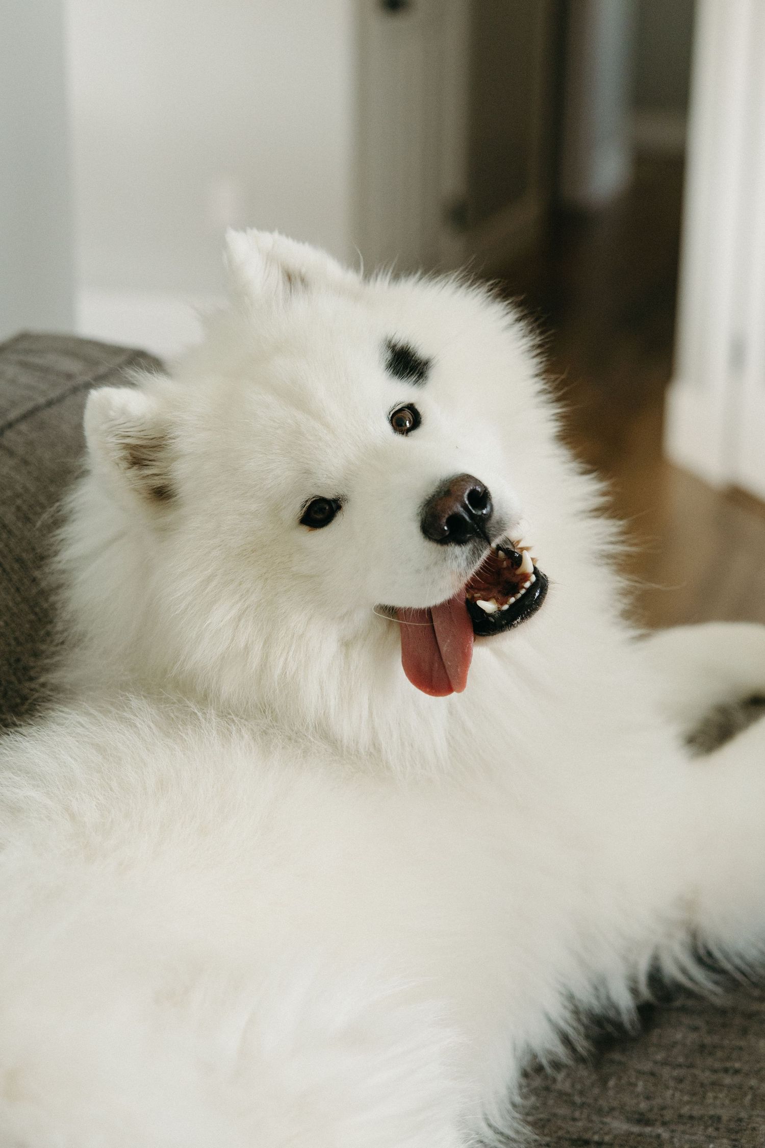 Happy Samoyed dog with fluffy white fur smiling at the camera on a couch.