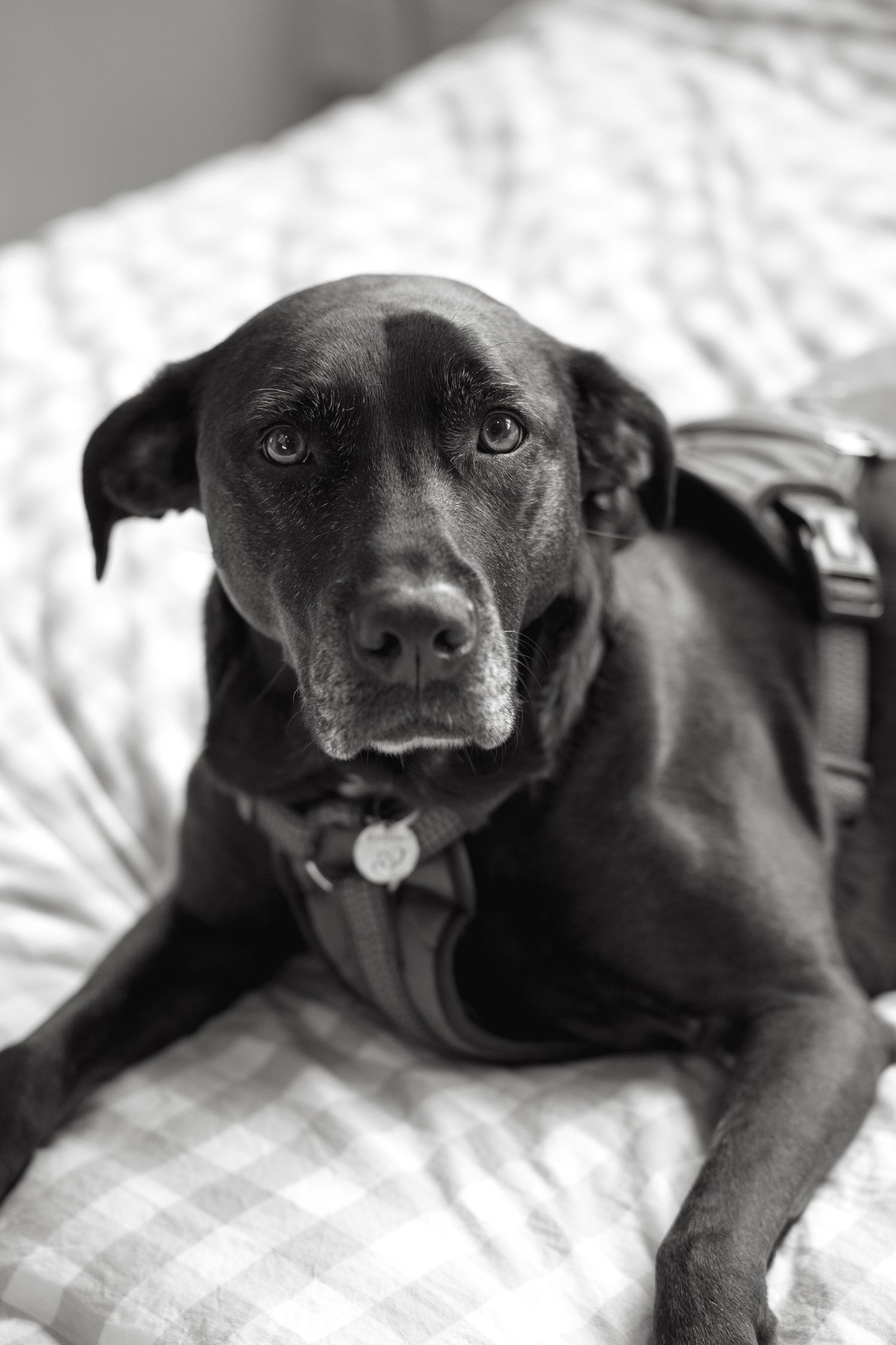 A black Labrador mix wearing a harness lies on a plaid bed, looking up with soulful eyes in black and white.