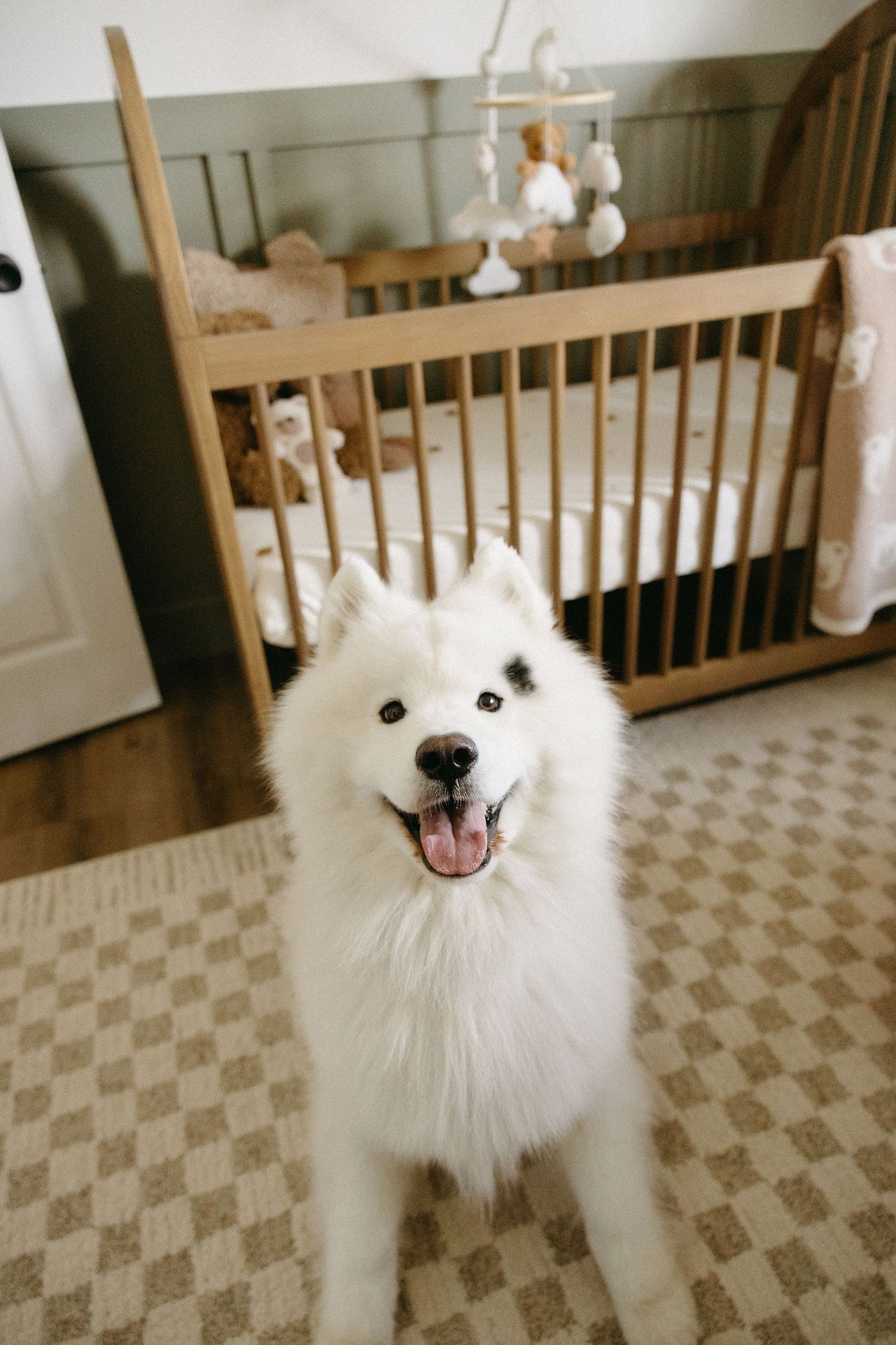 A happy white Samoyed dog smiling at the camera in a nursery with checkered flooring.
