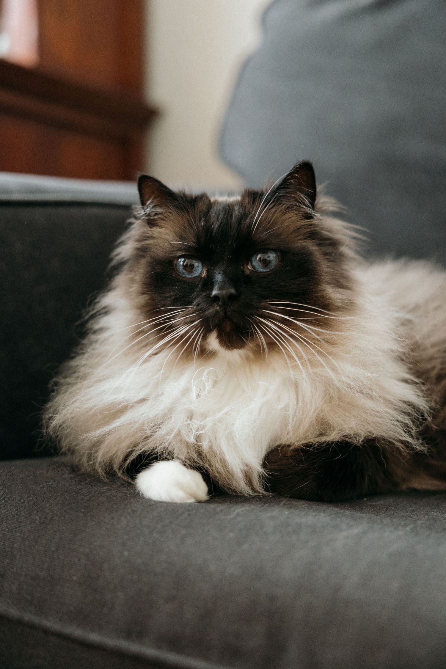 Fluffy Ragdoll cat with blue eyes and seal colorpoint markings resting on a gray sofa.