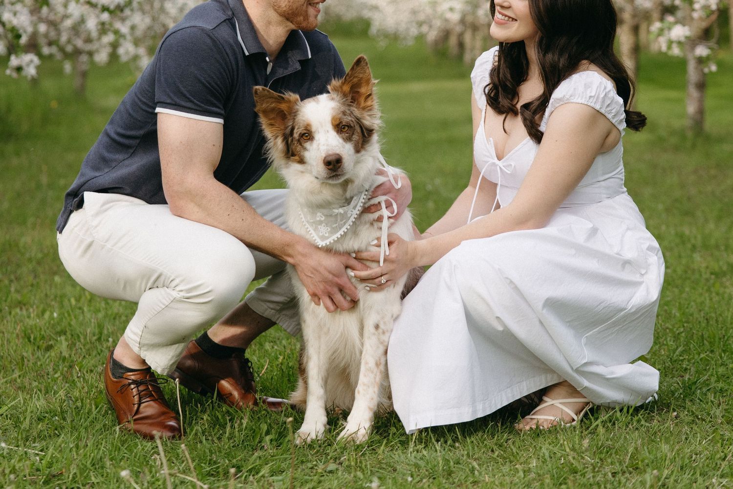 Couple crouching on grass with brown and white border collie dog wearing ribbon in blooming orchard.