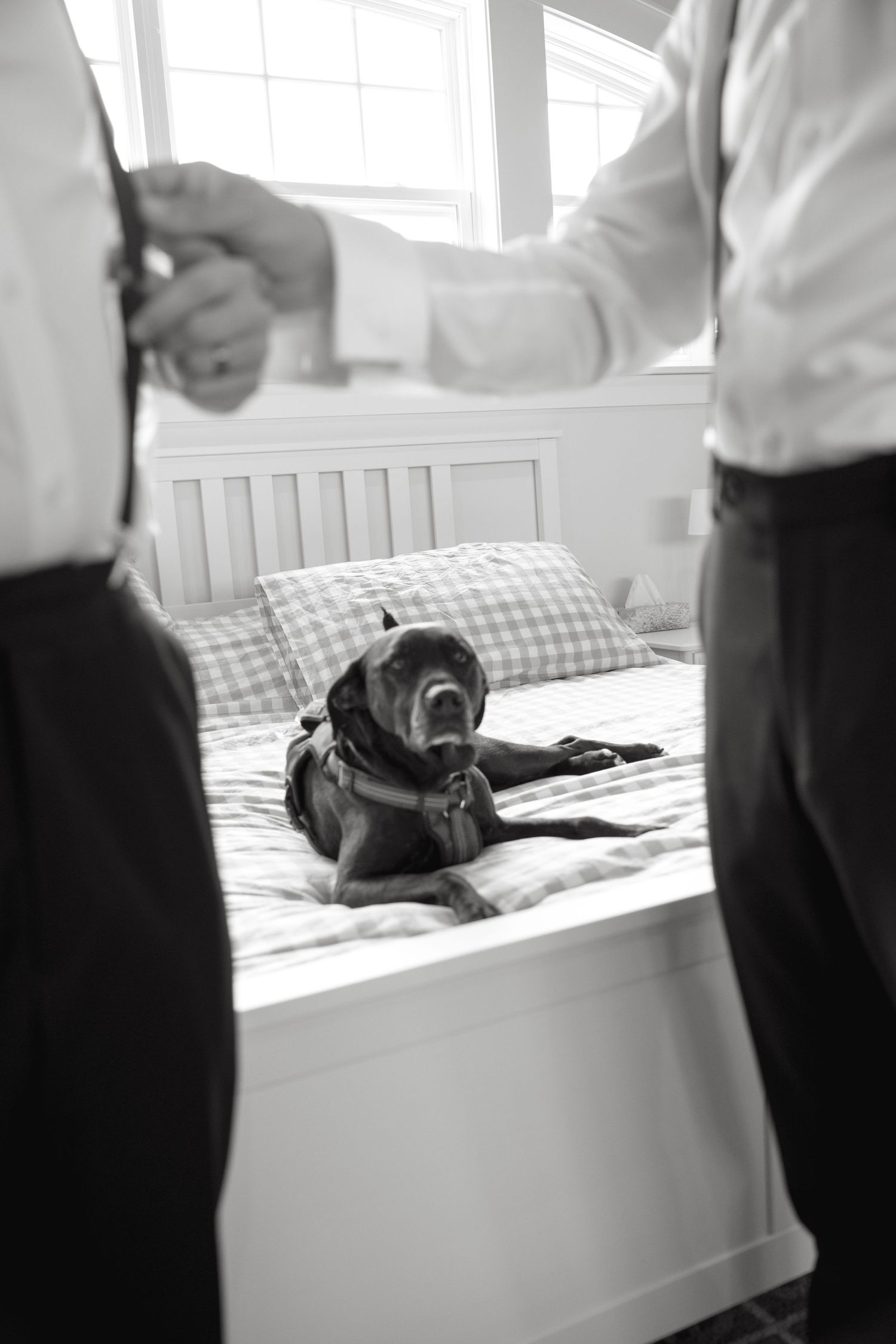 Black and white photo of a dog resting on a bed between two men in suits getting ready for a wedding.