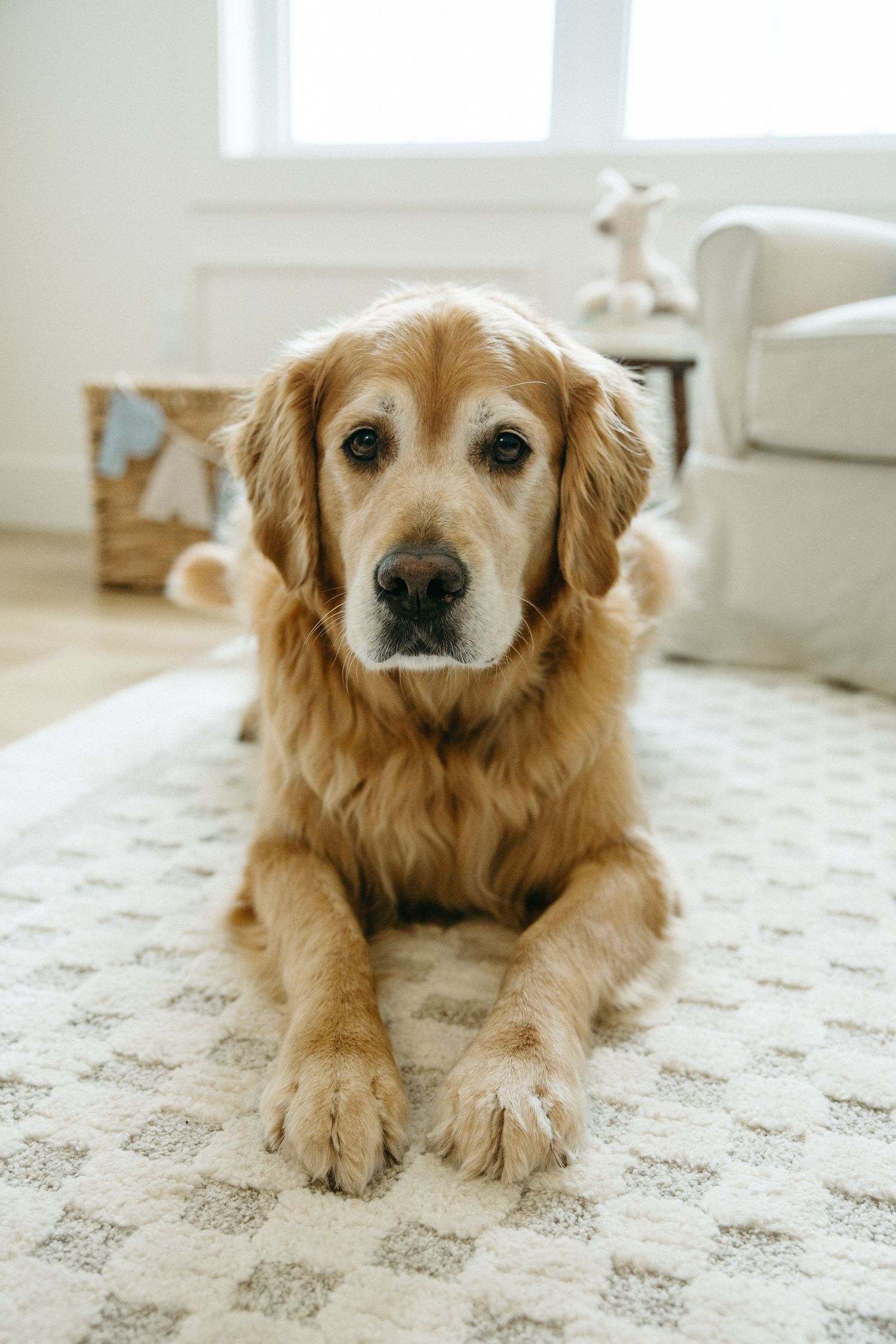 Senior golden retriever lying on a patterned rug in a bright room.