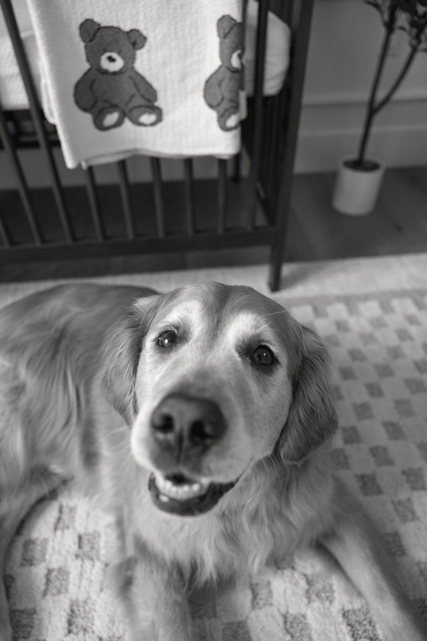 Close up of golden retriever's smiling face on patterned rug.