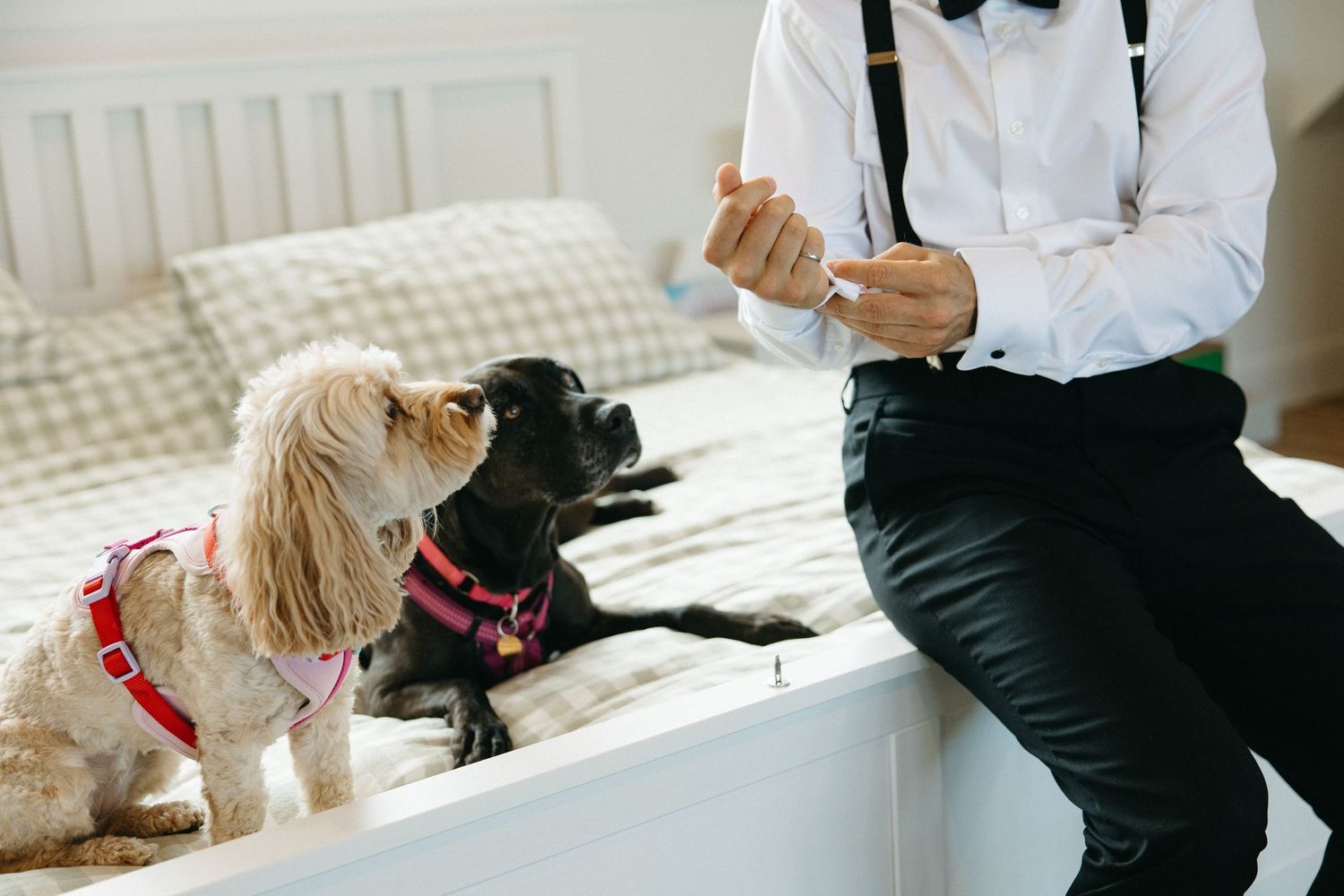 Groom in suspenders and bow tie adjusting cufflinks while two dogs in collars sit attentively on a white bed.