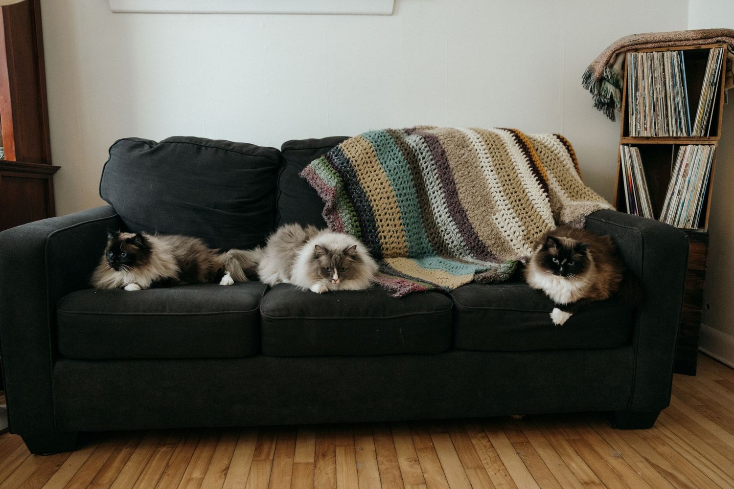 Three Ragdoll cats lounging on a dark gray sofa with a colorful crochet blanket in a cozy living room.