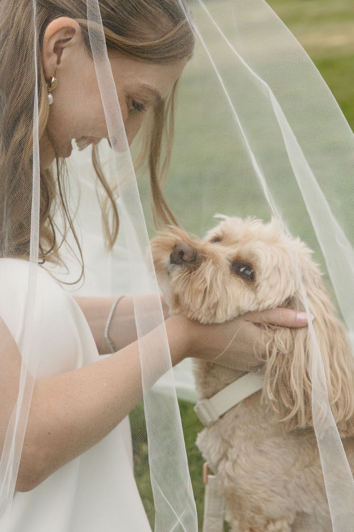 Bride in white wedding gown and veil tenderly holds and nuzzles a fluffy golden dog outdoors.