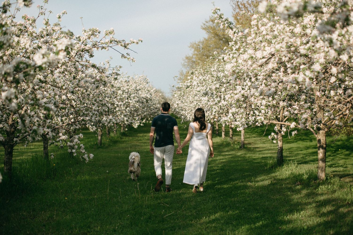 Couple walking with dog through blooming apple orchard in spring.