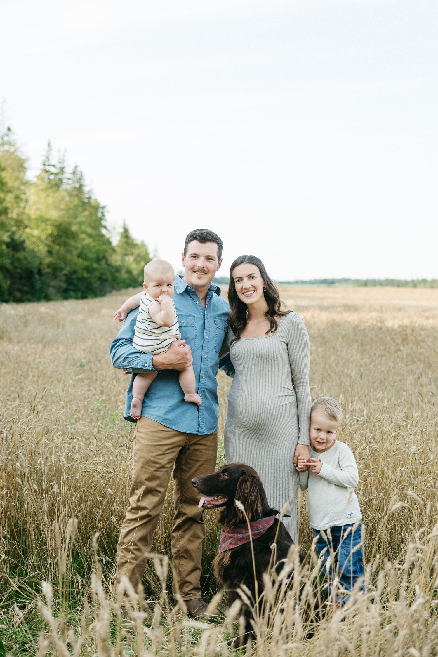 Family of four with dog poses in golden wheat field, pregnant mother in gray dress.