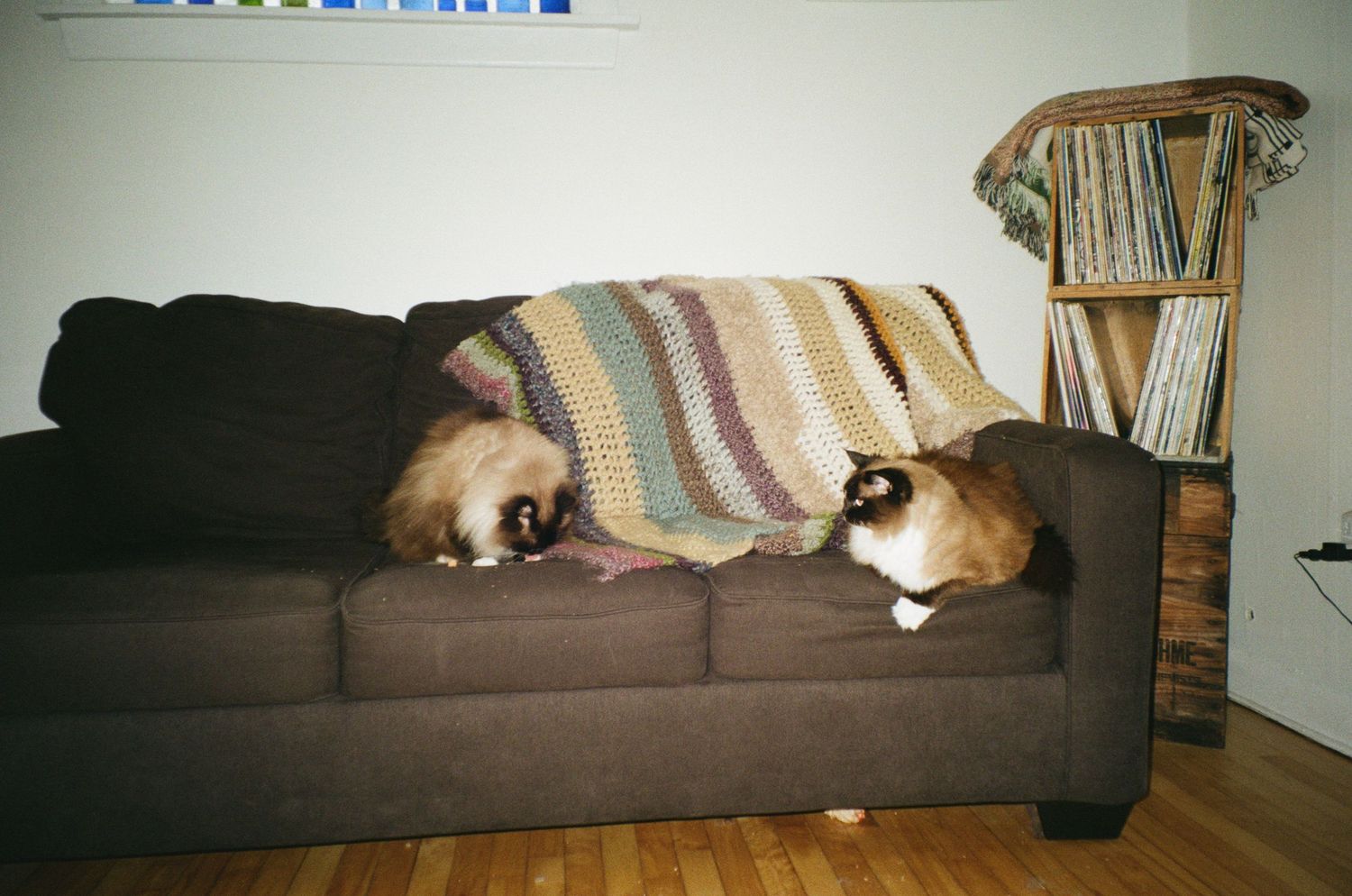 Two Siamese cats resting on a brown sofa with a striped knit blanket, beside a wooden bookshelf.