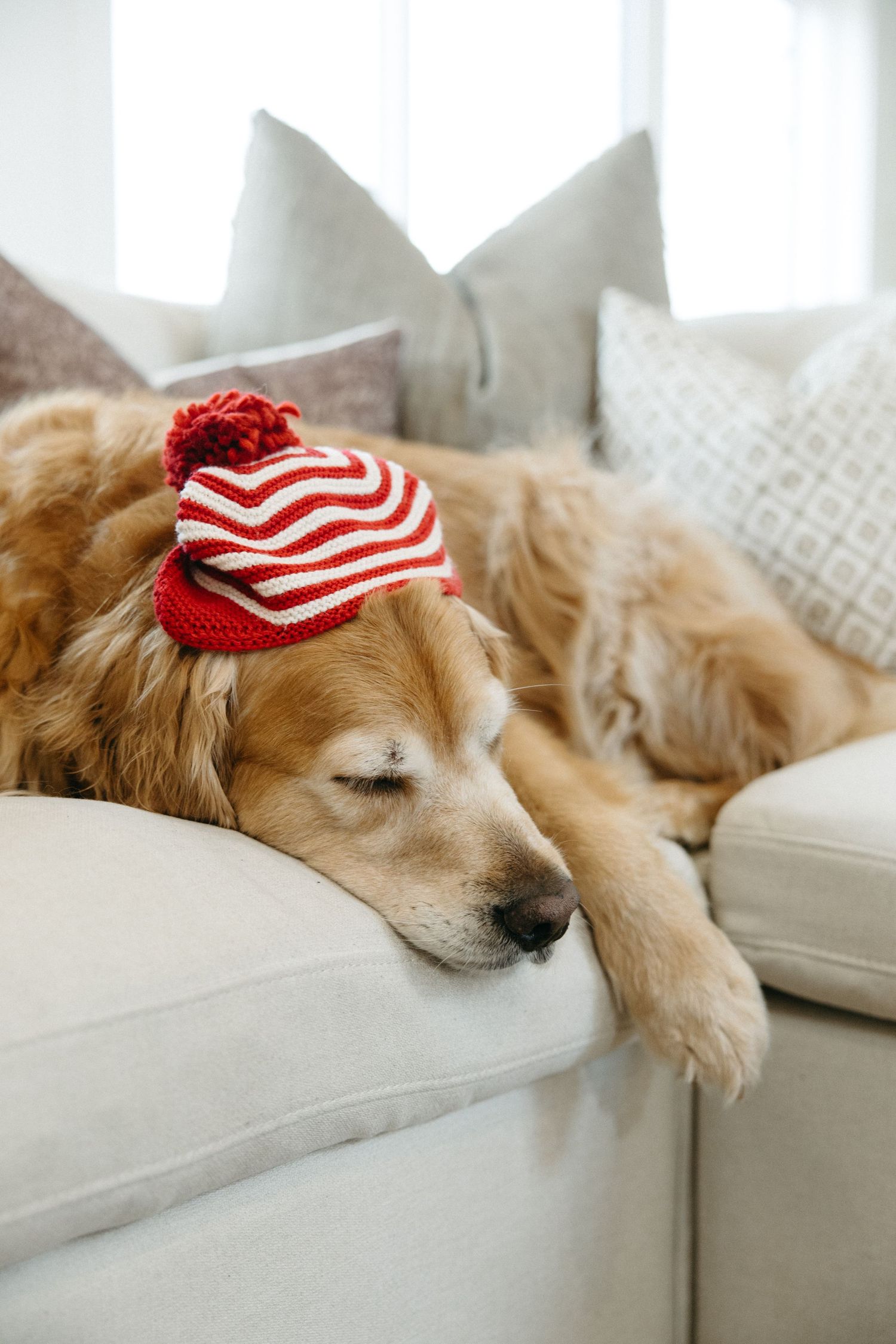 A golden retriever naps on a couch wearing a red and white striped winter hat.