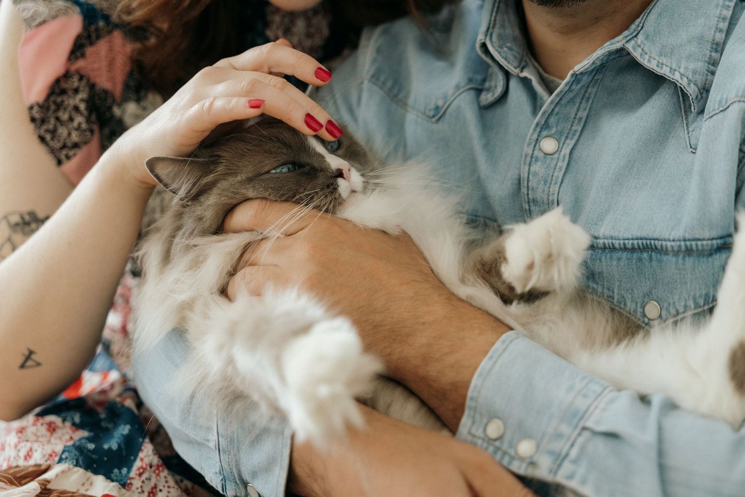 A couple relaxes on a couch with their cats, enjoying a casual moment at home.