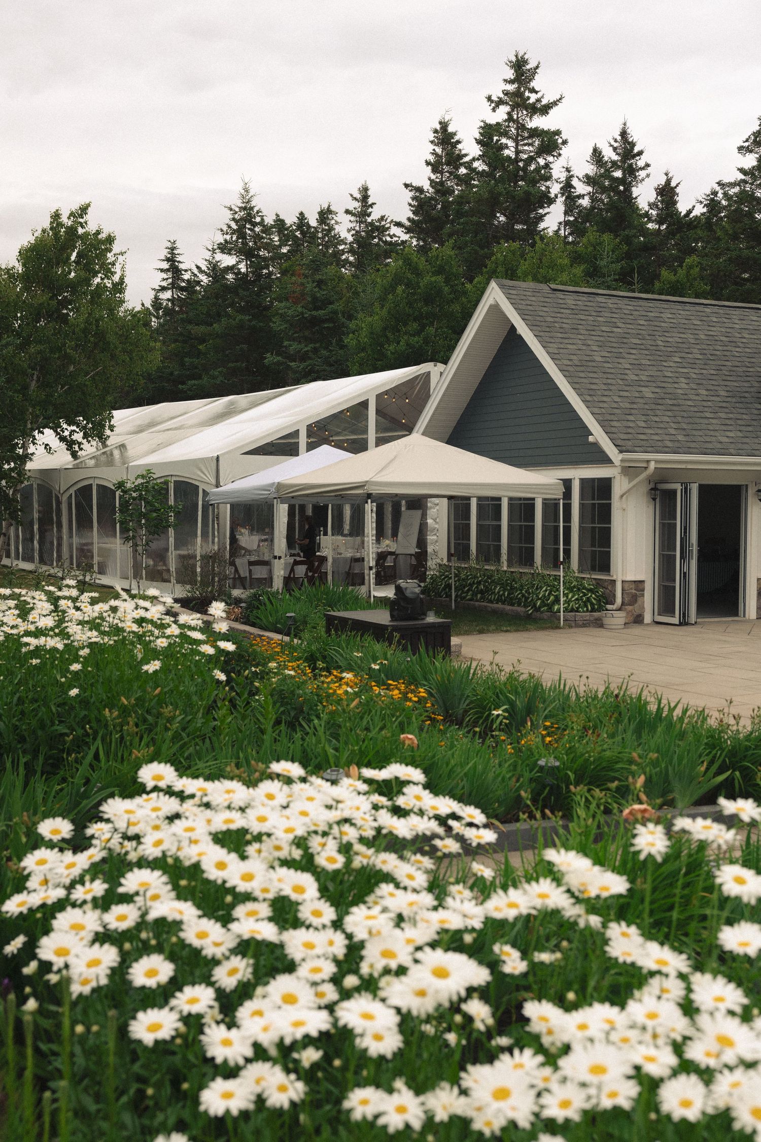 White daisy garden in bloom outside a charming wedding venue with white tent and pine trees.