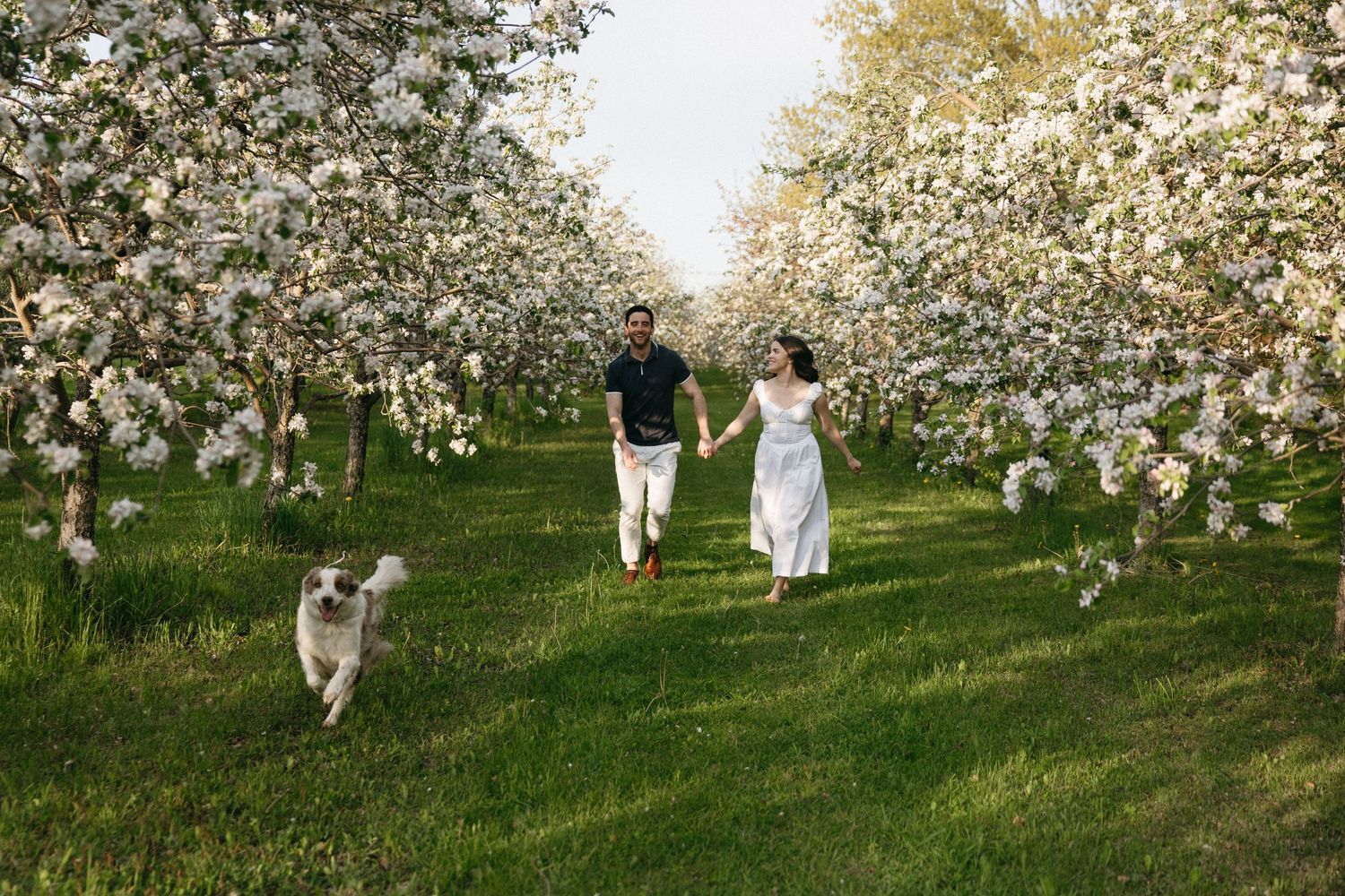 Happy engaged couple holding hands running through blooming apple orchard with their dog.
