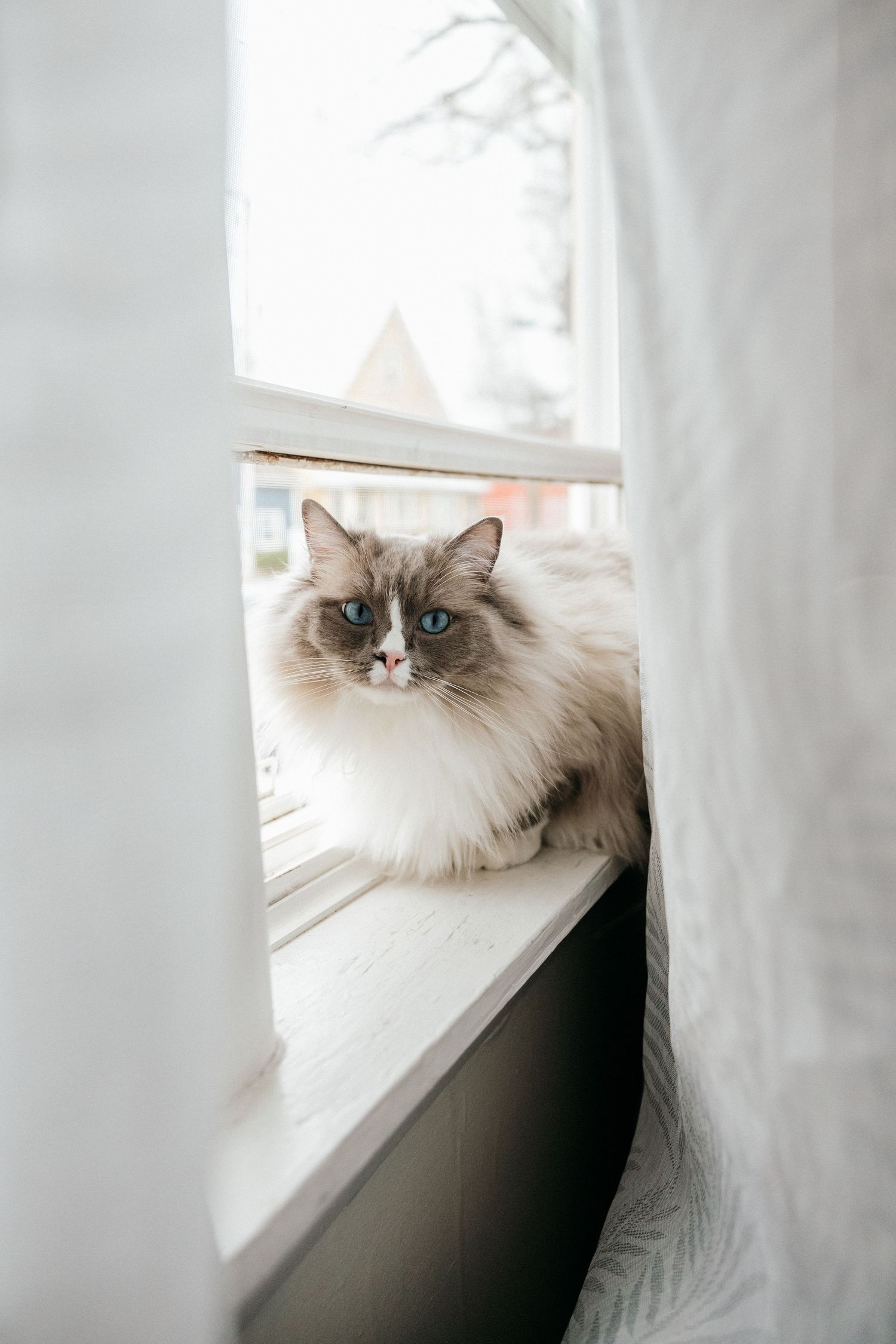 Fluffy Ragdoll cat with blue eyes sitting on a white window sill behind sheer curtains.