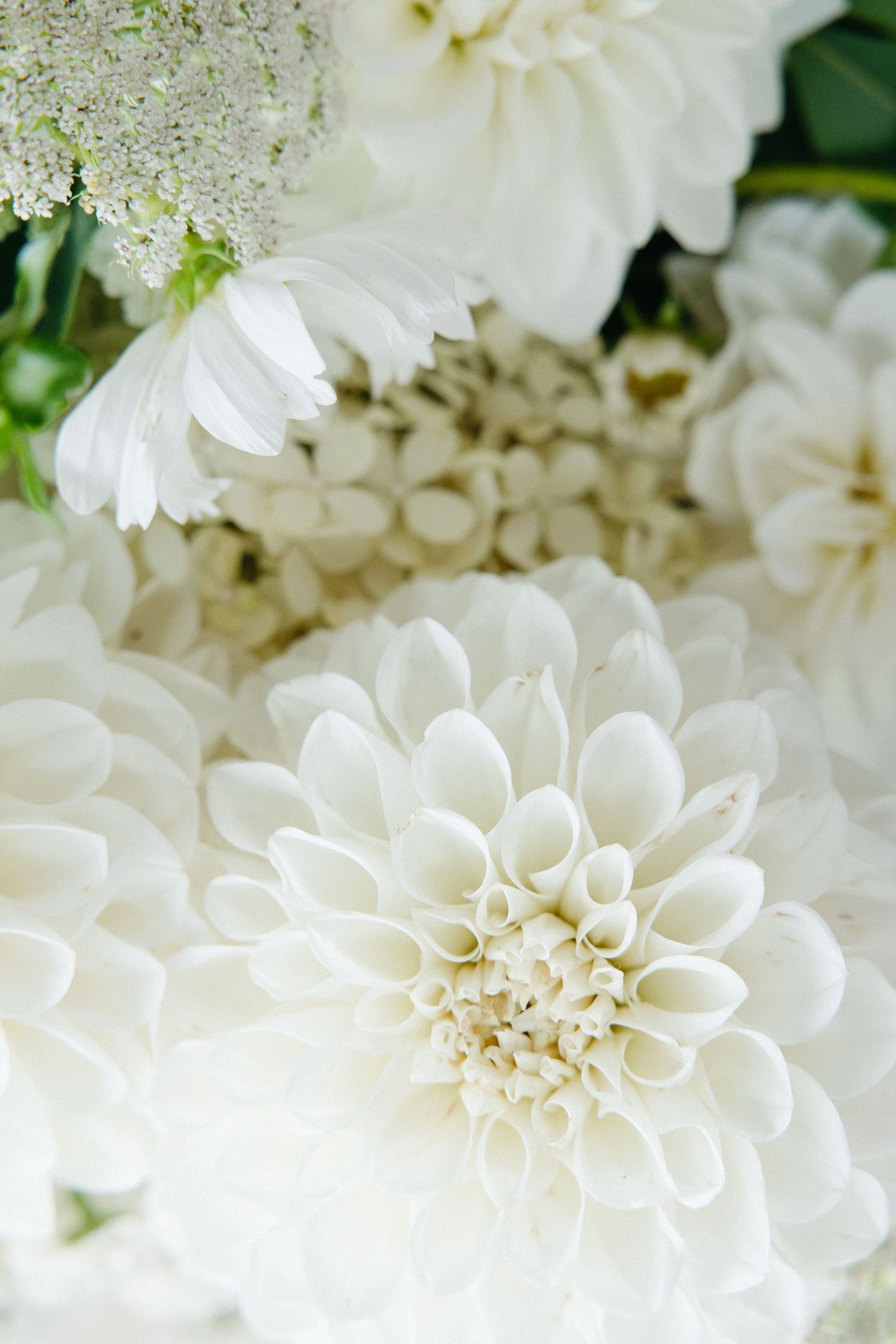 Close-up of white dahlia flowers with delicate petals in full bloom.