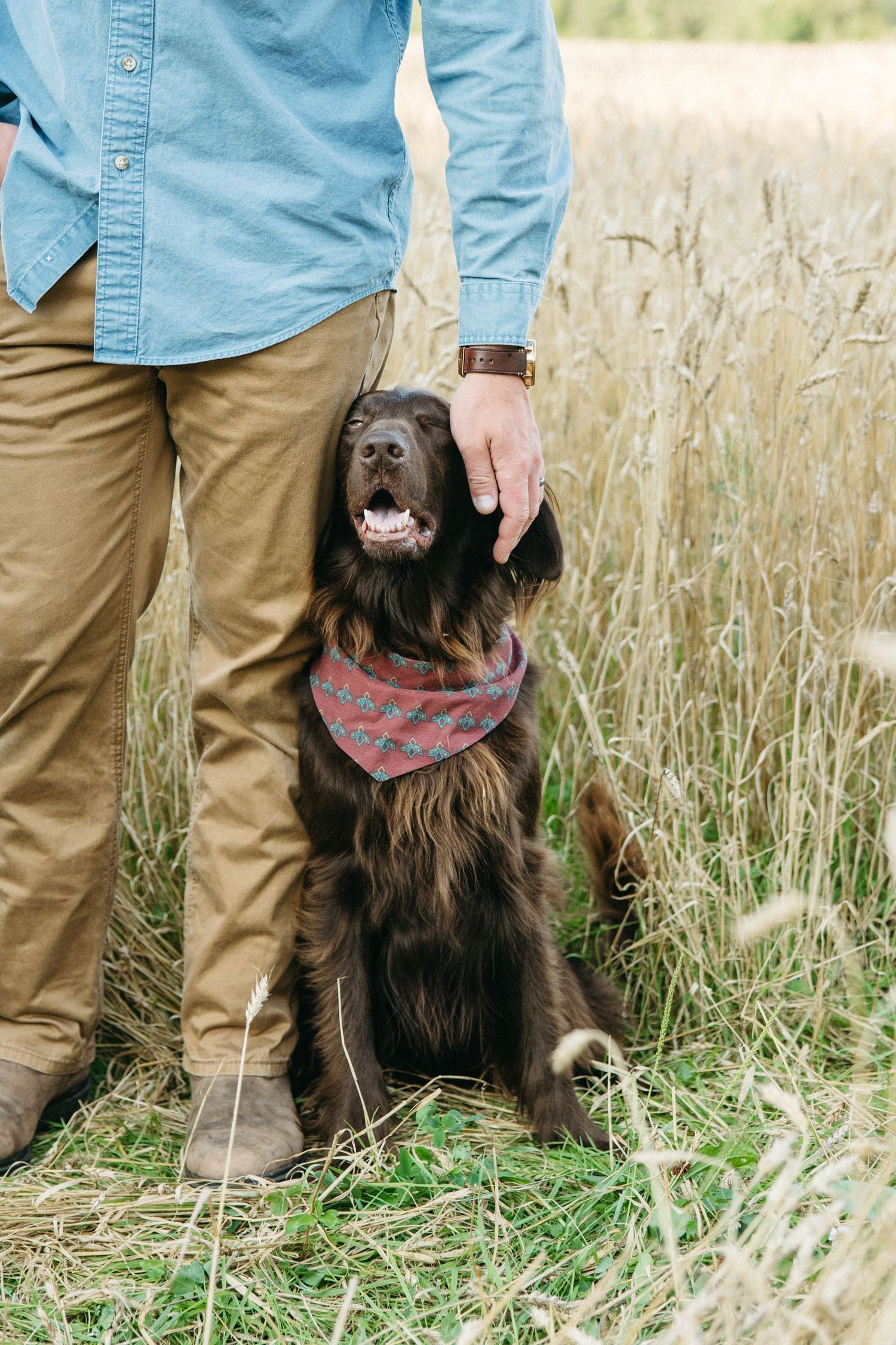 A dark brown dog wearing a red bandana sits beside a man in a golden wheat field.