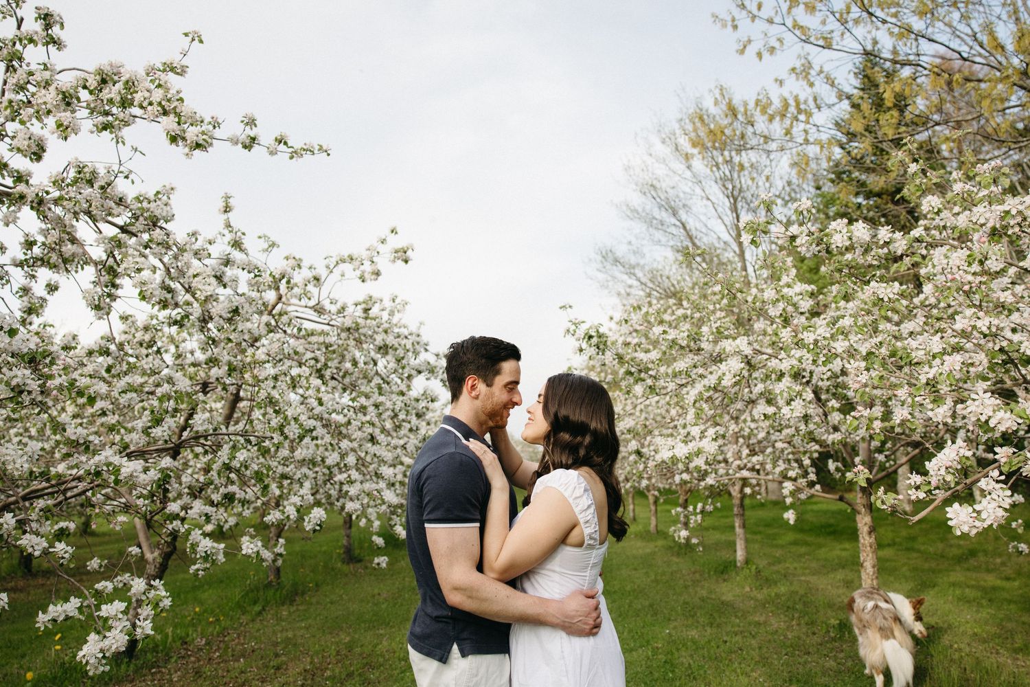 Romantic couple embracing tenderly among white blossoming trees in a lush spring orchard.