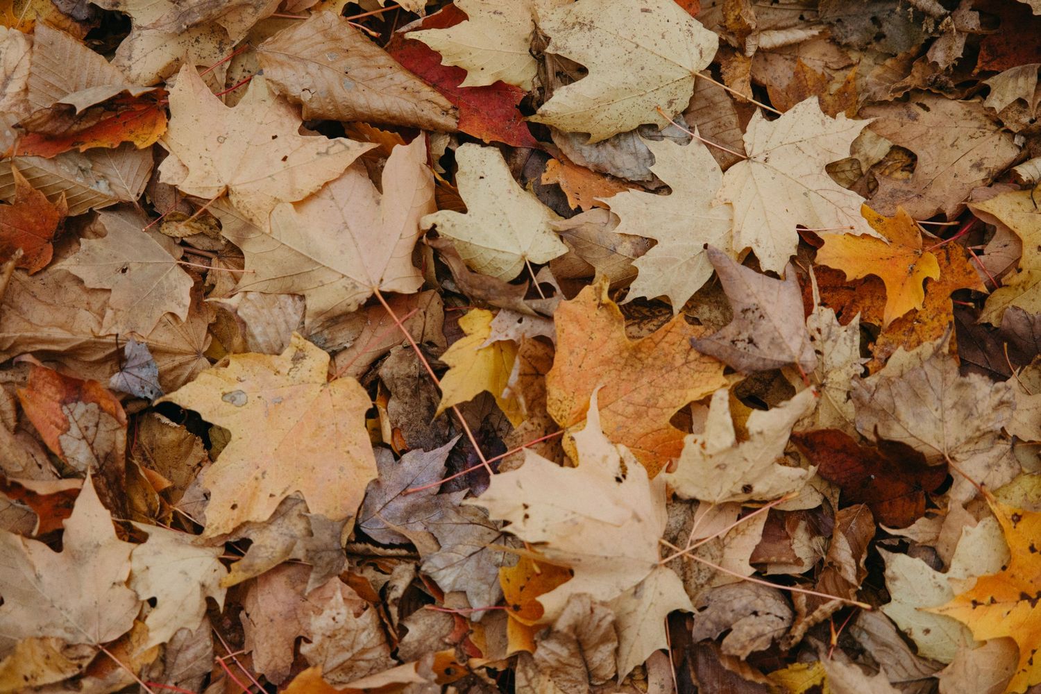 Fallen autumn leaves create a natural carpet on forest ground.