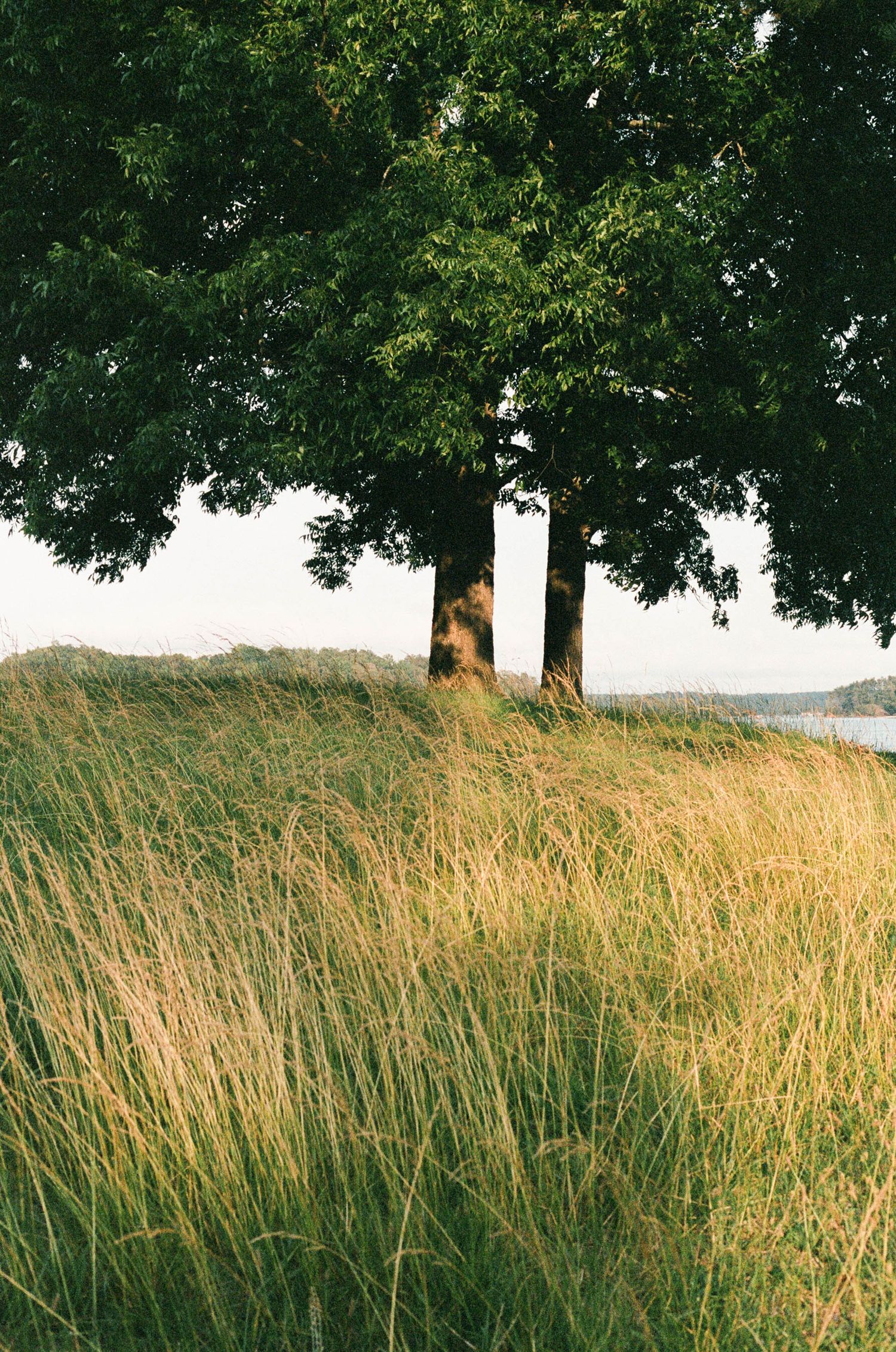 Tall grass sways on a hillside beneath a large shade tree with water visible in the background on a summer day.