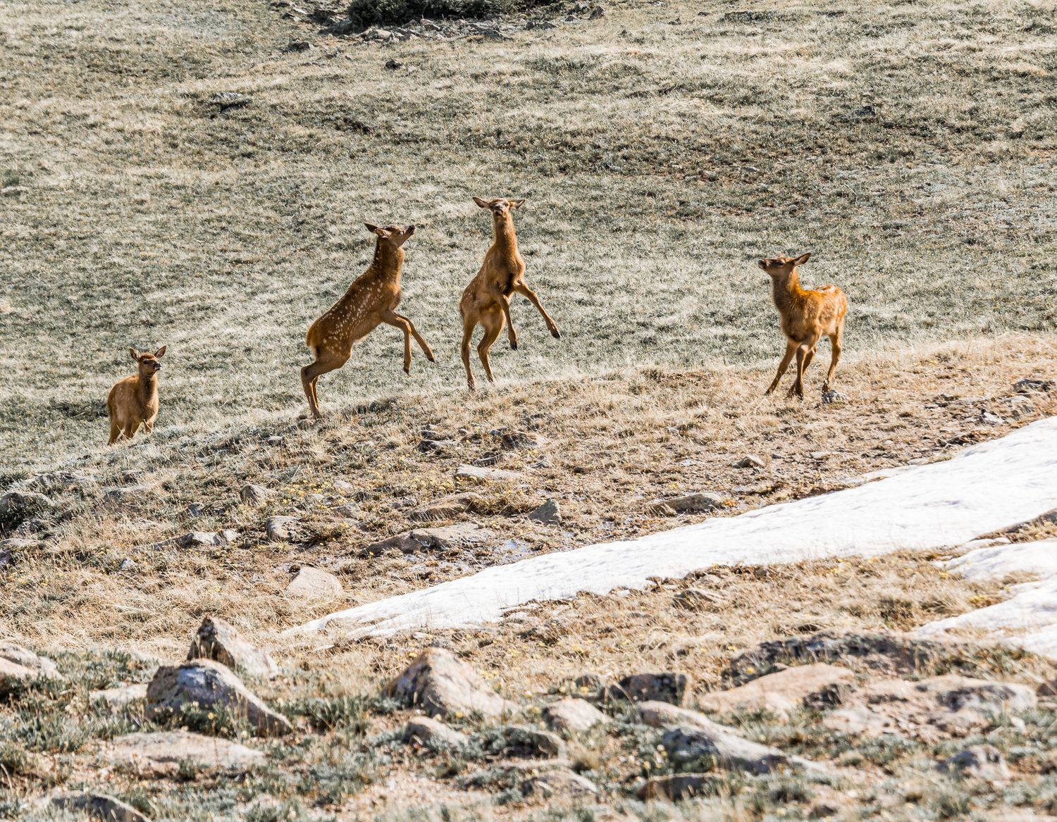 Reindeer Games