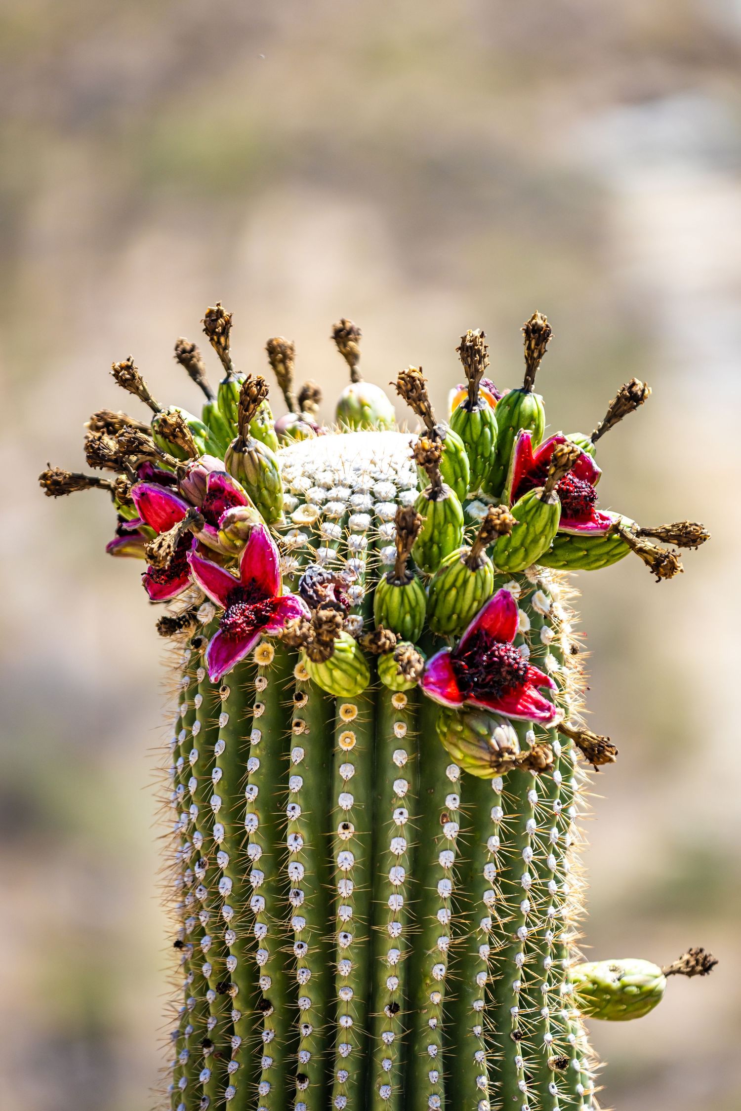 Saguaro