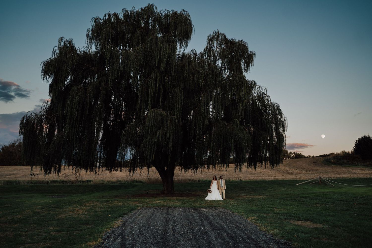 A panoramic series of wedding photos showing a couple walking across a field with willow trees at sunset.