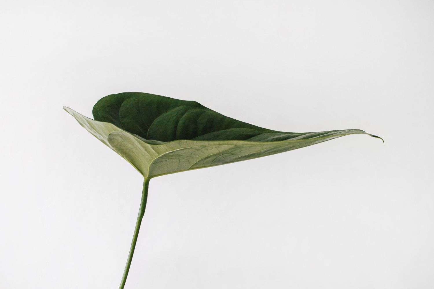 Green tropical philodendron plant leaves isolated against a white background.
