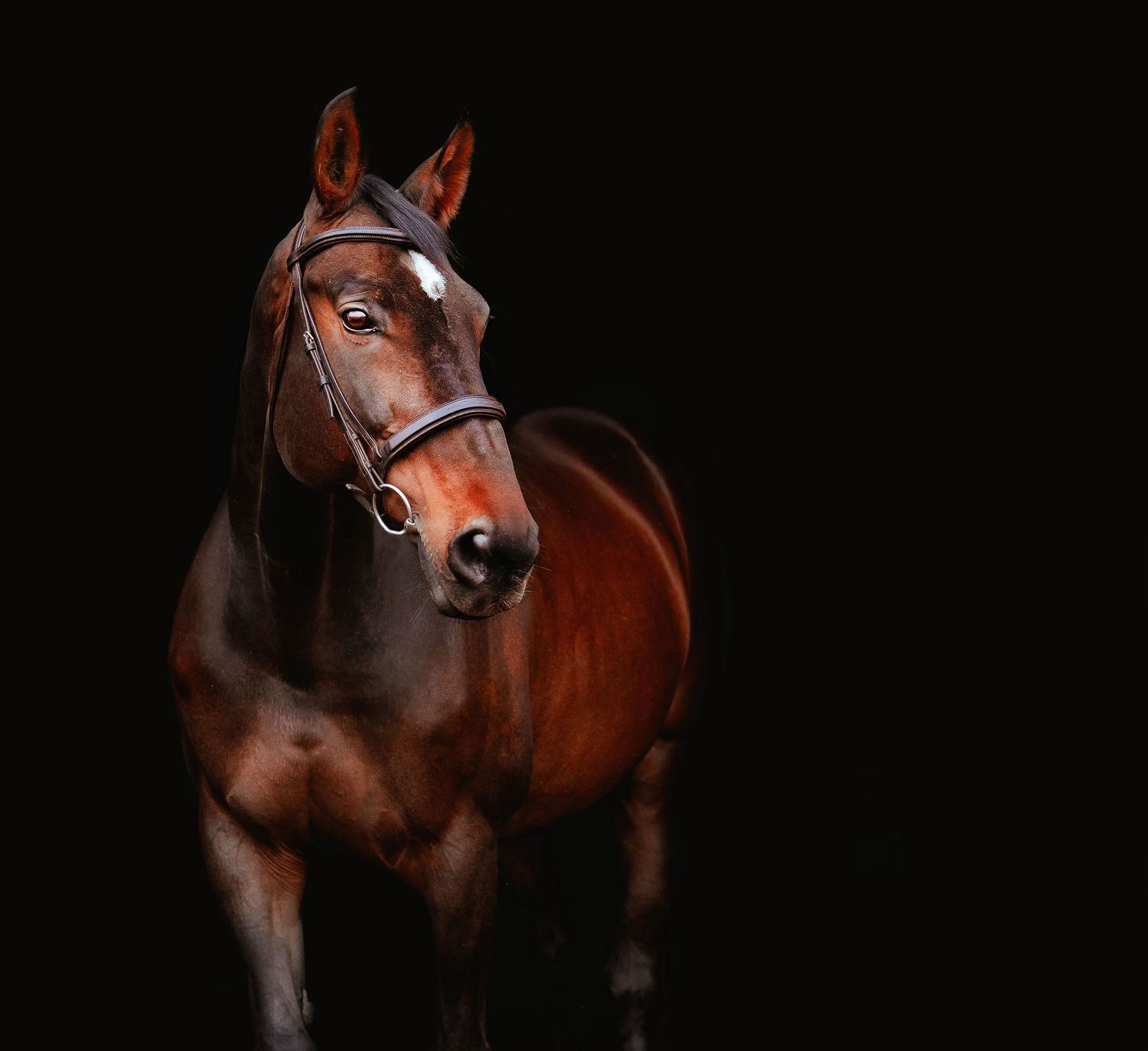 A sequence of photographs showing a majestic bay horse in various poses against a black background.