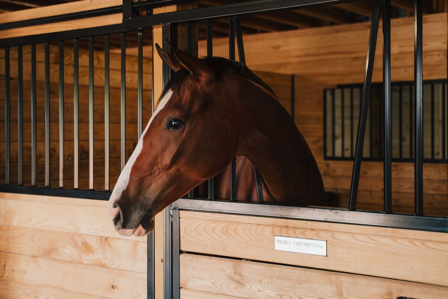 A beautiful bay horse looks out from its wooden stable stall in warm lighting.