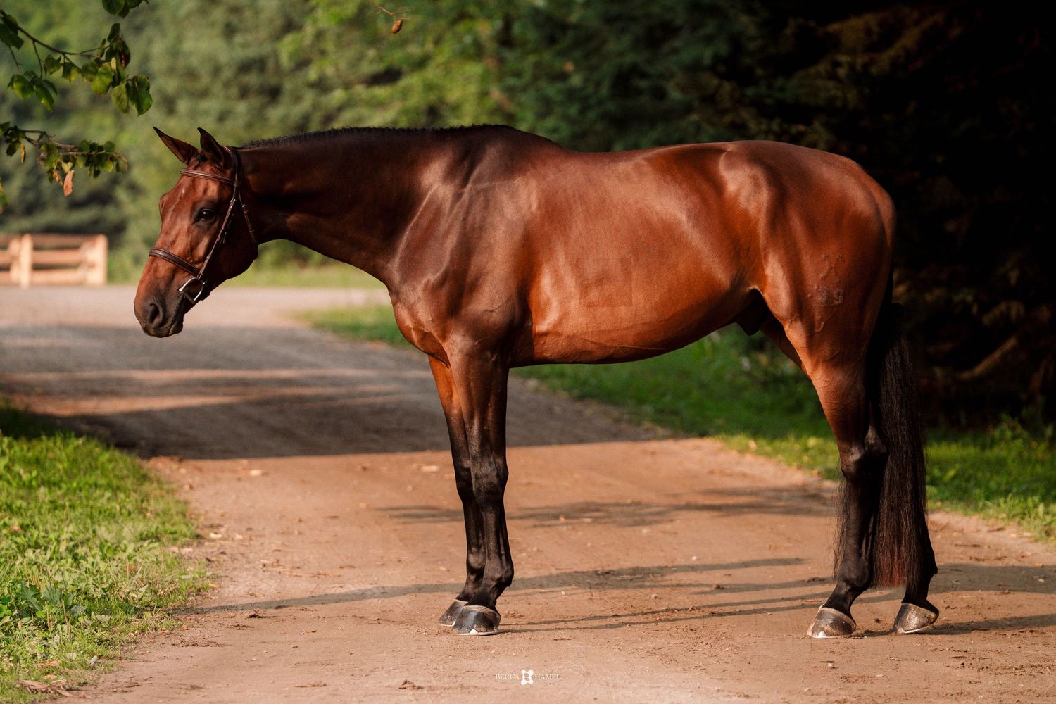 A brown horse standing on a dirt path in a natural outdoor setting with sunlight filtering through trees.