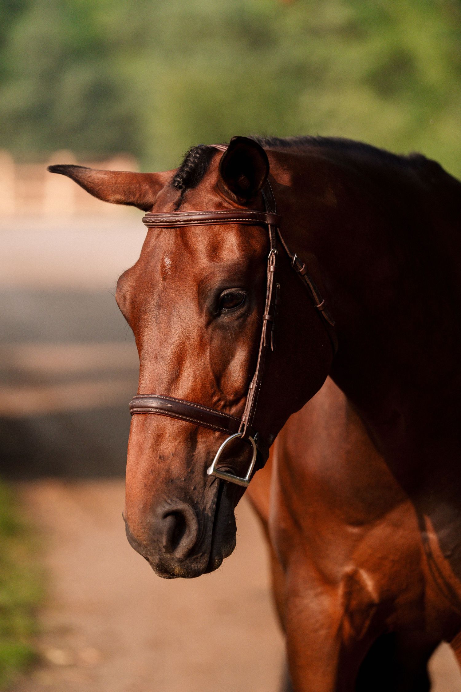 A series of four close-up profile shots showing the head of a majestic chestnut brown horse wearing leather bridle.