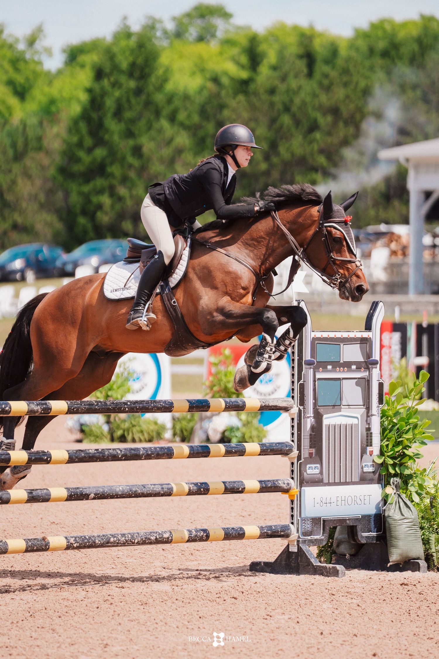 A sequence of equestrian show jumping photos showing a bay horse and rider clearing competition jumps.