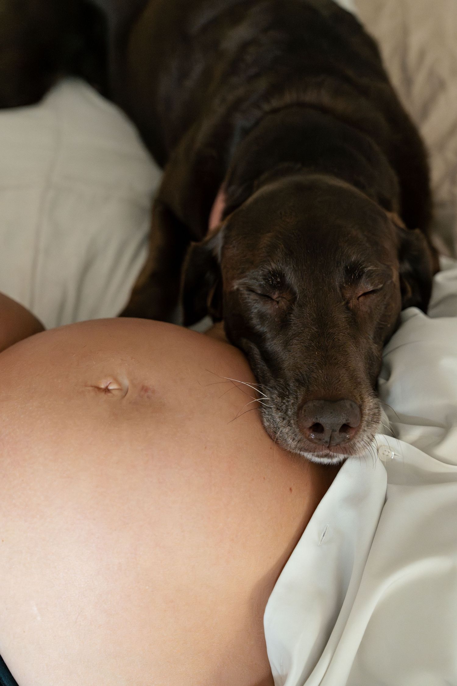 Chocolate Labrador resting its head on a pregnant woman's bare baby bump while lying on a white bed.