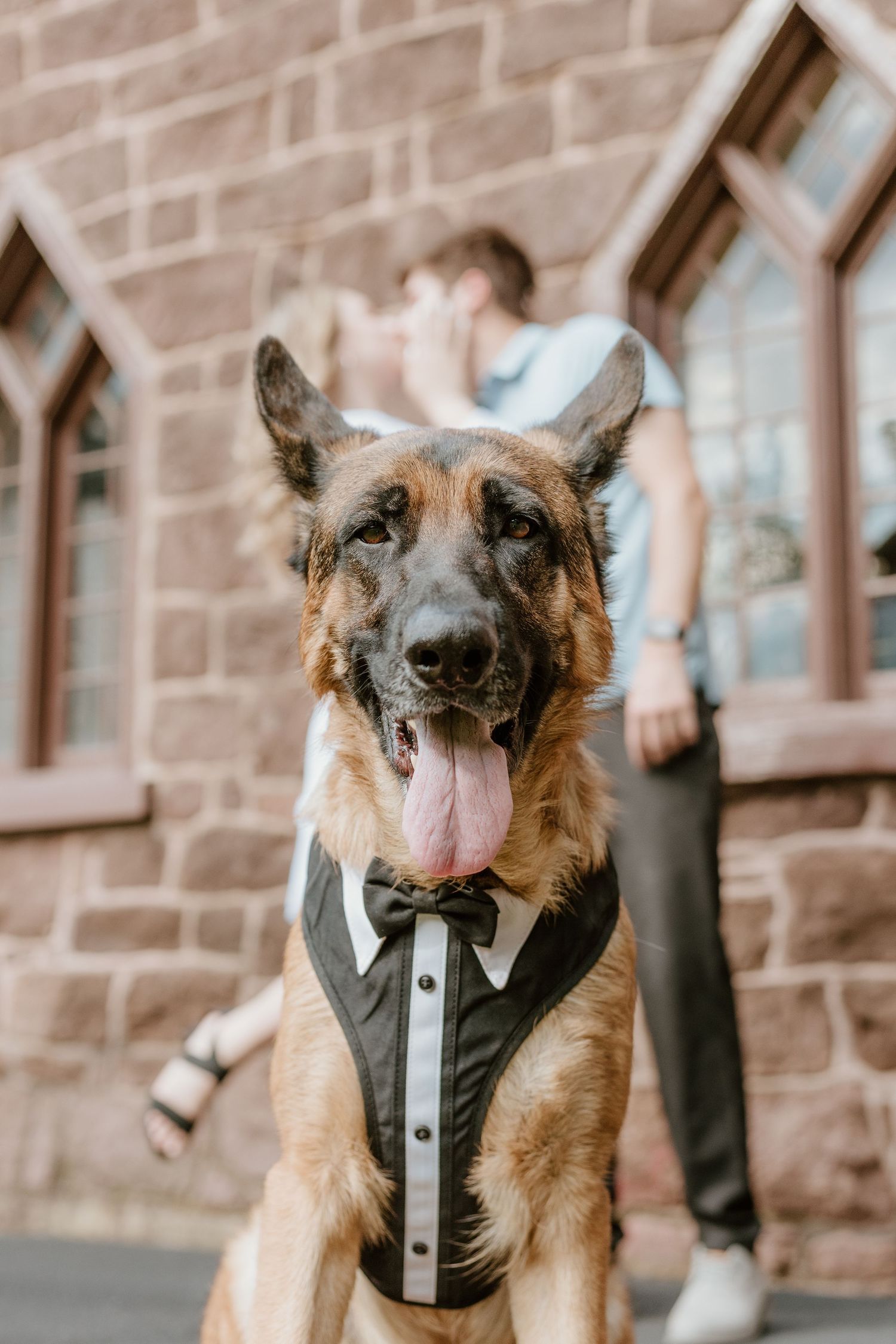 A German Shepherd dog wearing a formal tuxedo-style harness poses in front of a brick building.