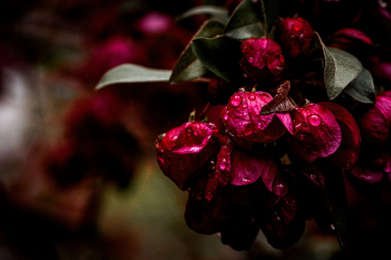 Macro shot of deep red flower buds covered in water droplets against a dark background.