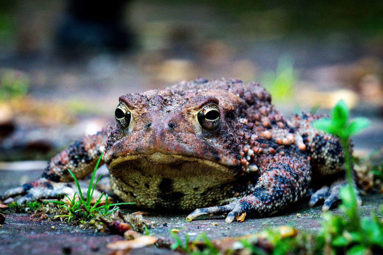 A close-up portrait of a brown toad sitting on the ground surrounded by moss and small pebbles.