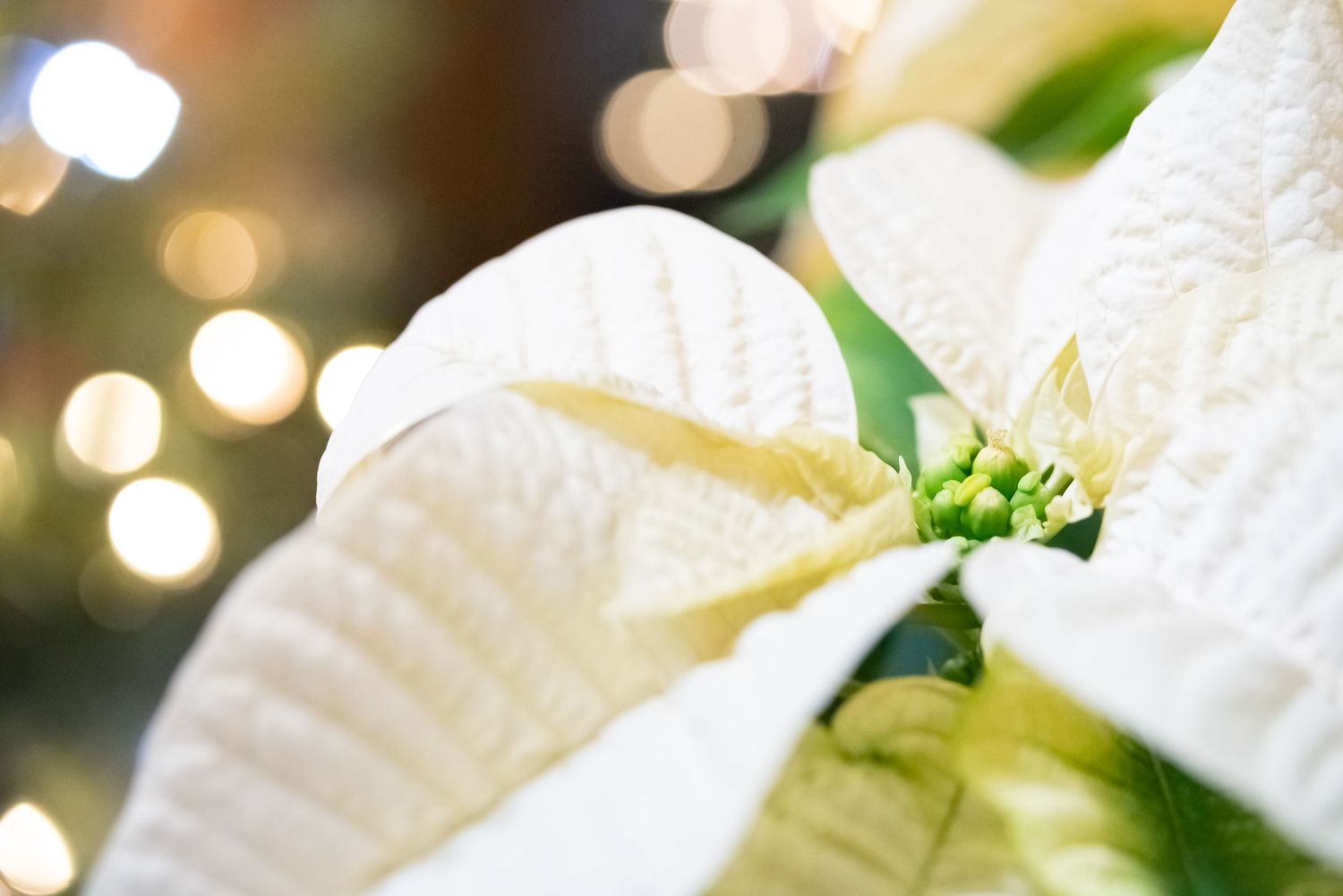 Close-up of a white poinsettia flower with soft bokeh Christmas lights in the background.